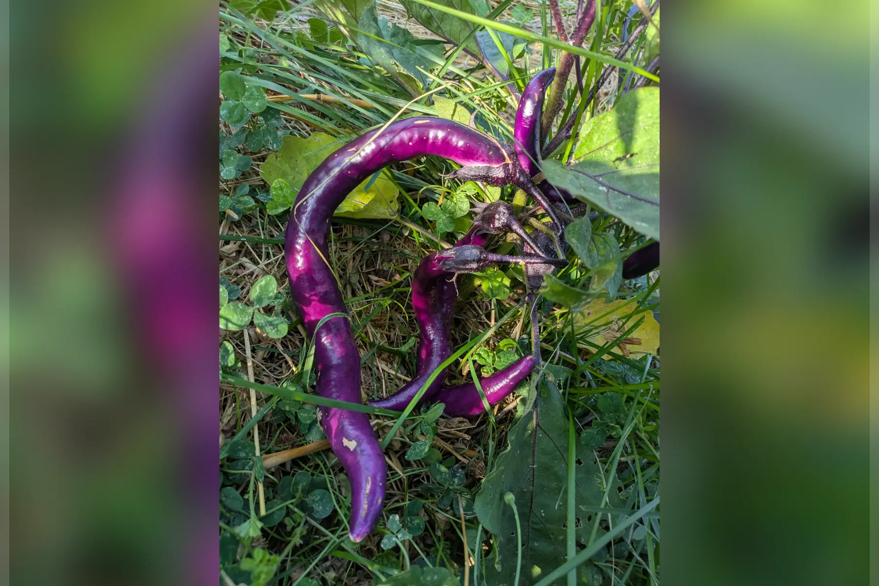 Aubergines japonaises