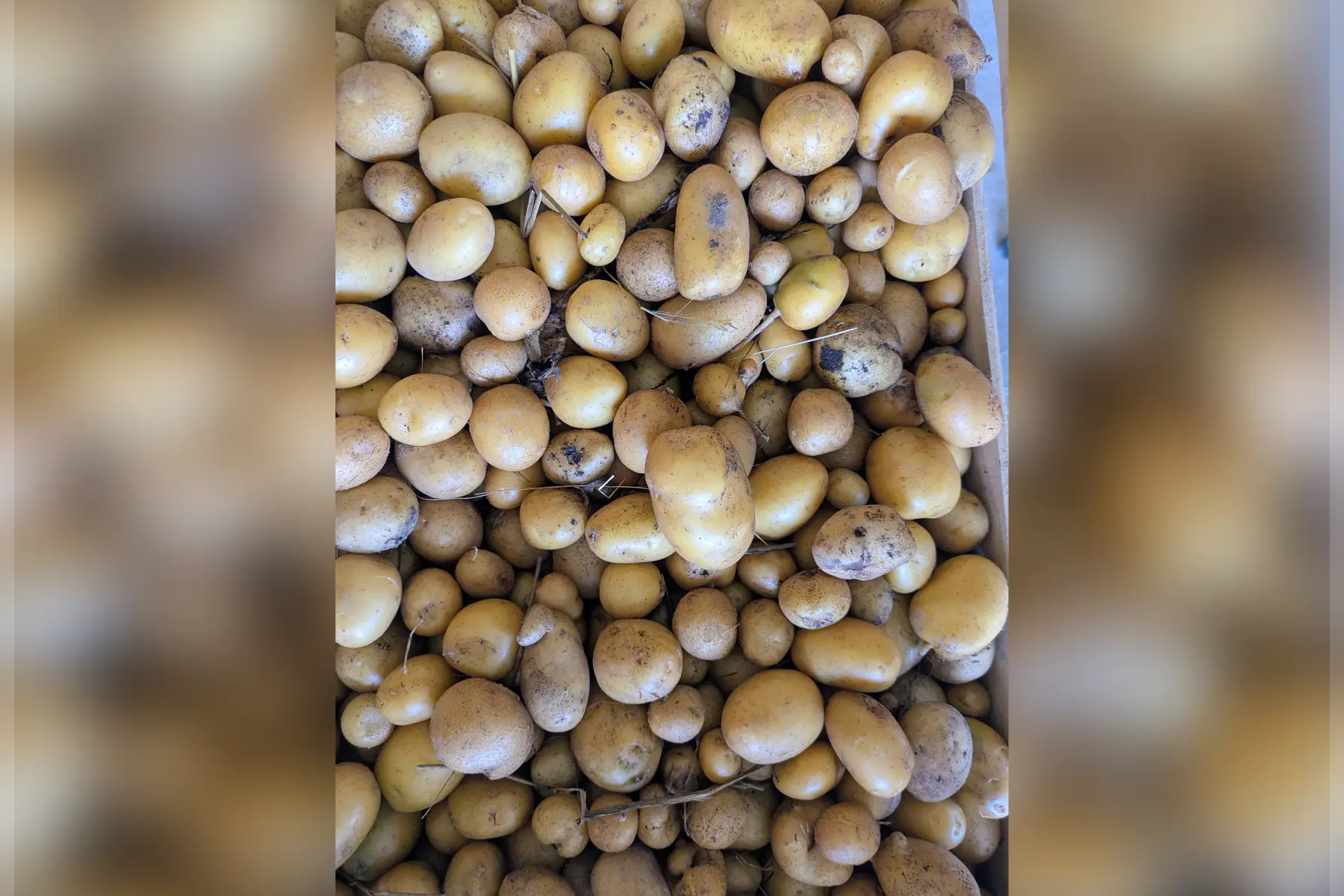 Pomme de terre Grenaille jaune