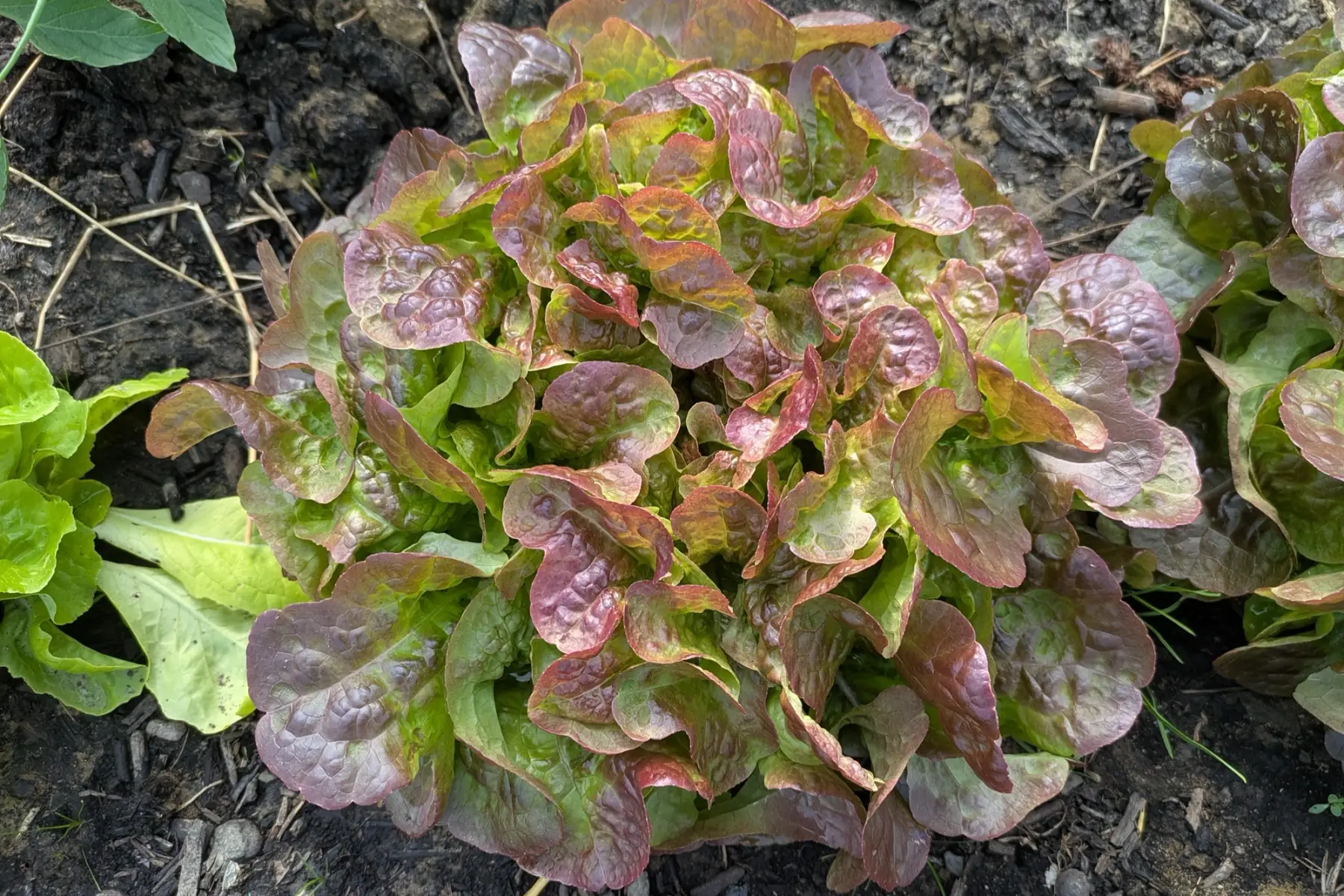 Feuille de chêne rouge