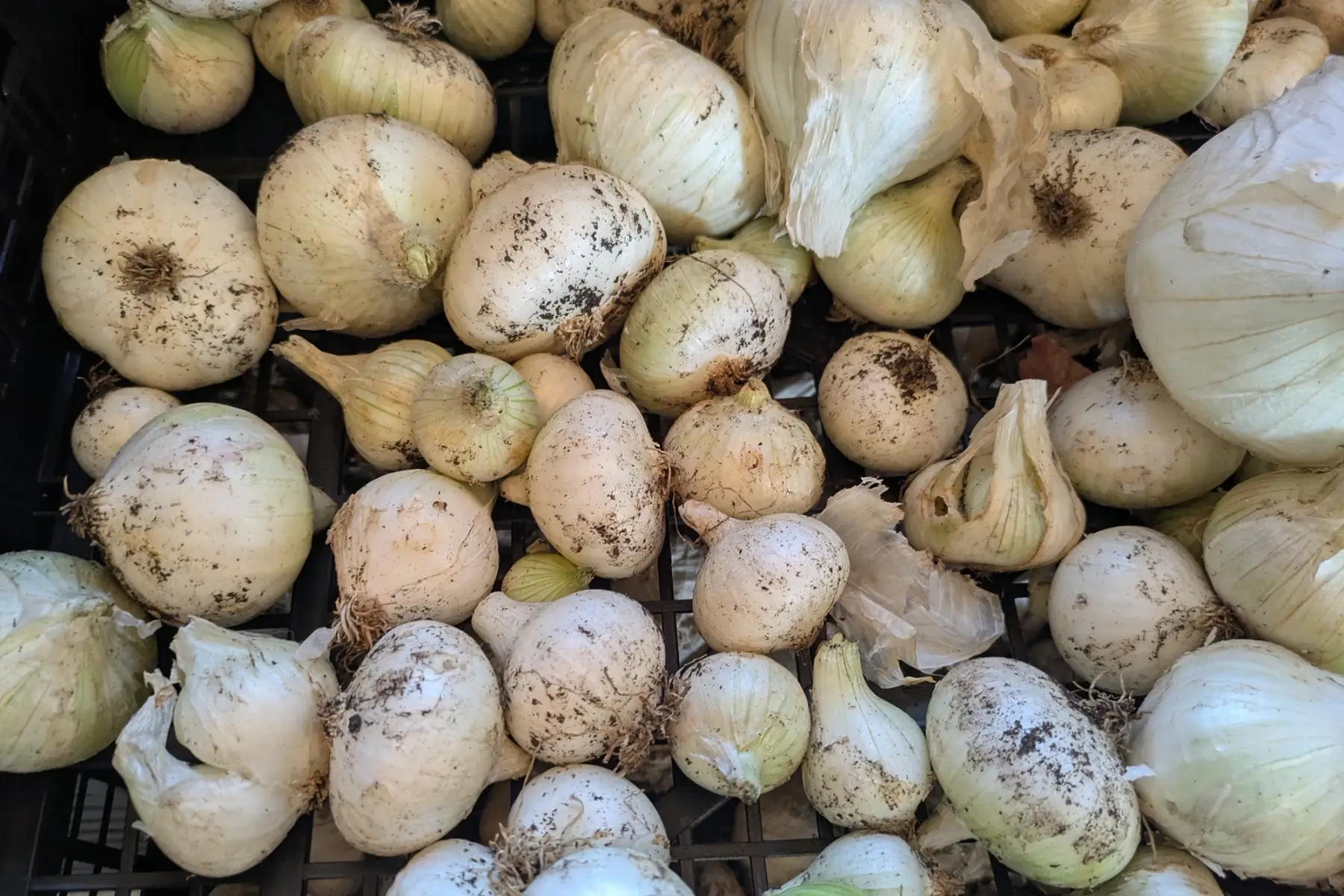 Oignon blanc