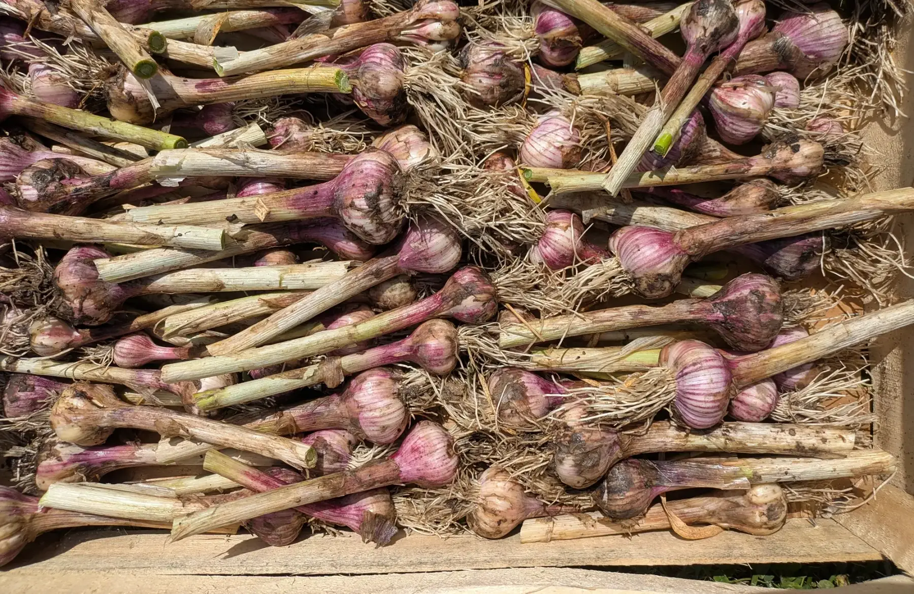 Ail nouveau demi sec