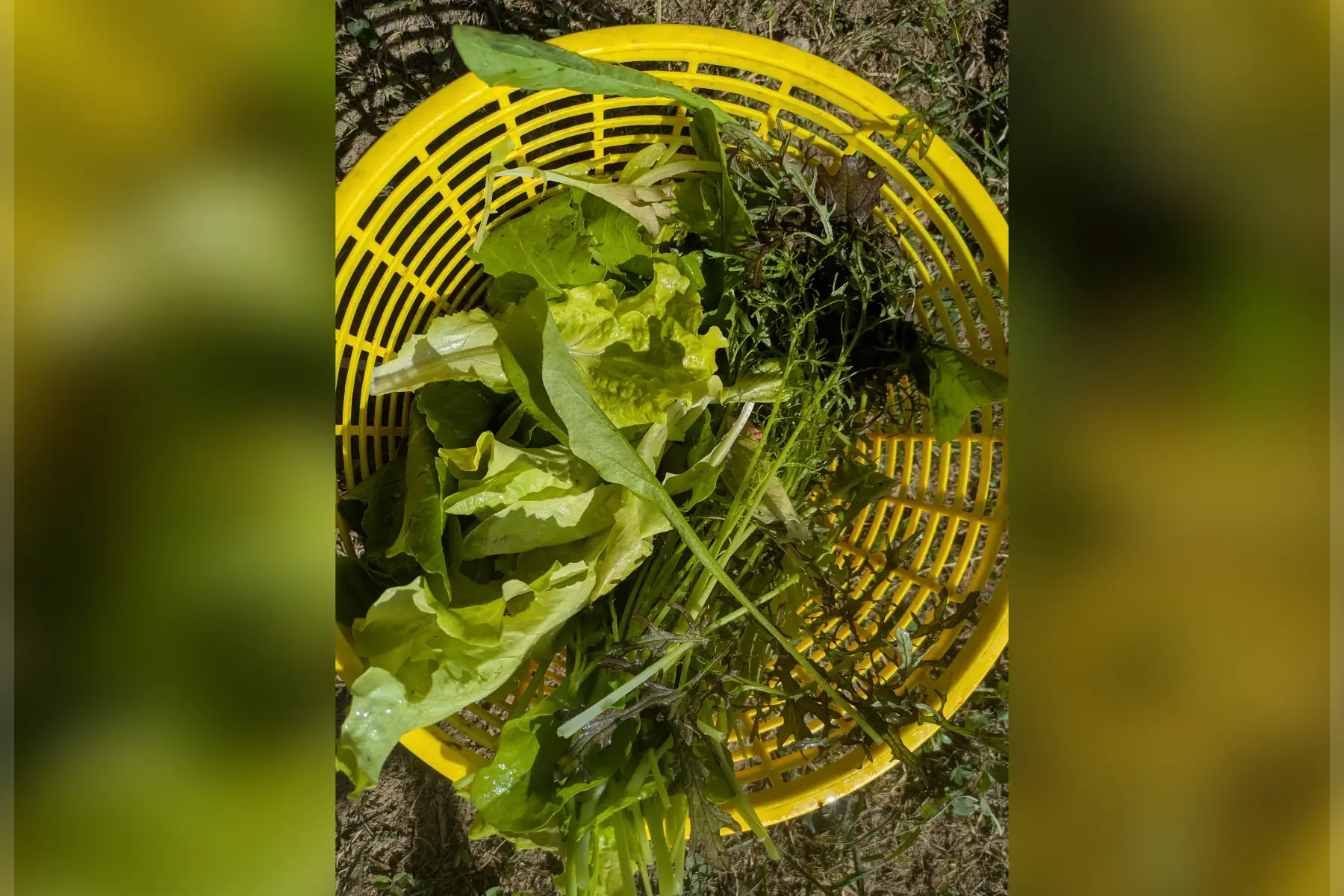 Mesclun (laitue, roquette, mizuna)
