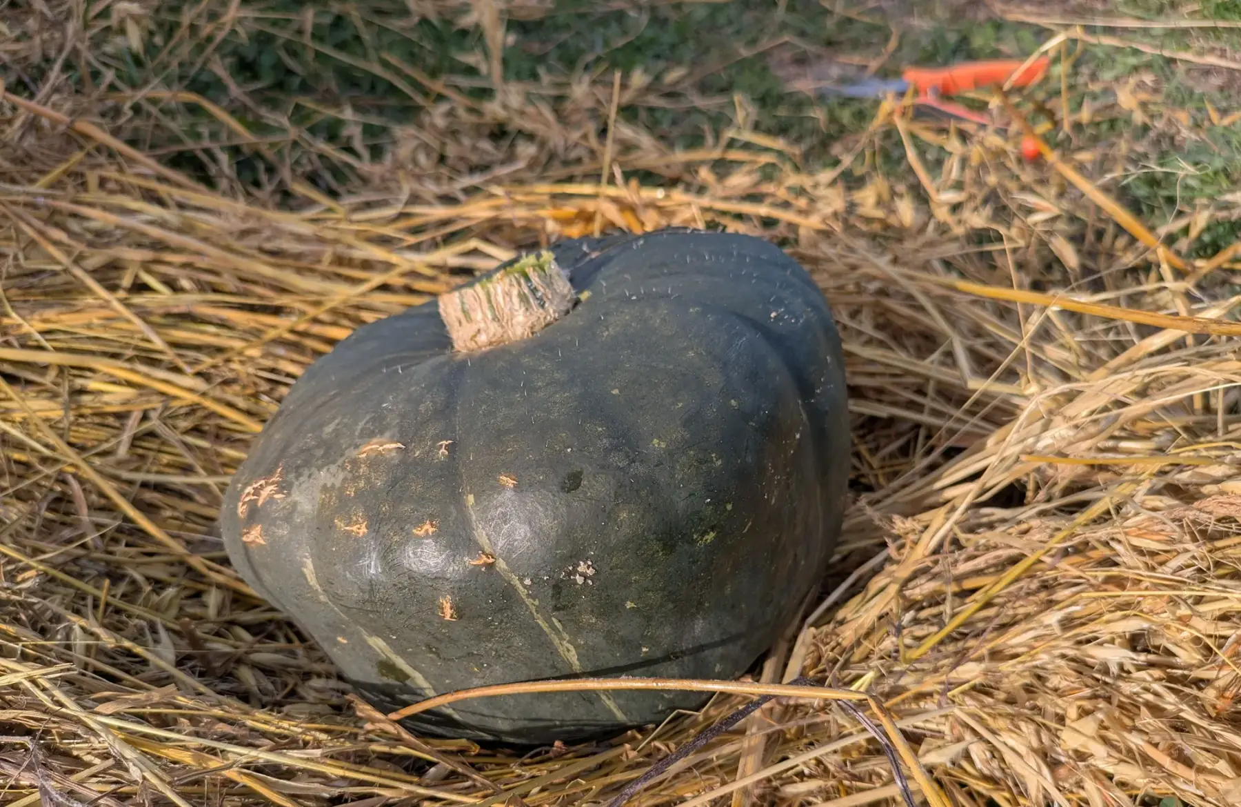 Courge Buttercup plus d'1,5kg