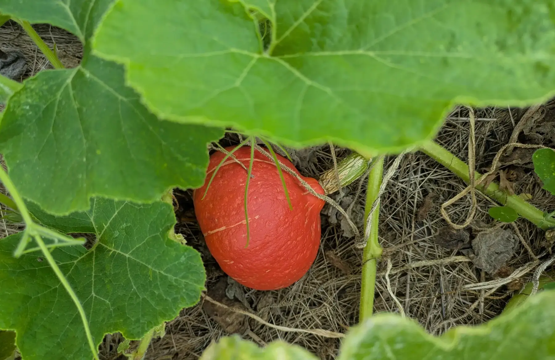 Potimarron 600 à 800g