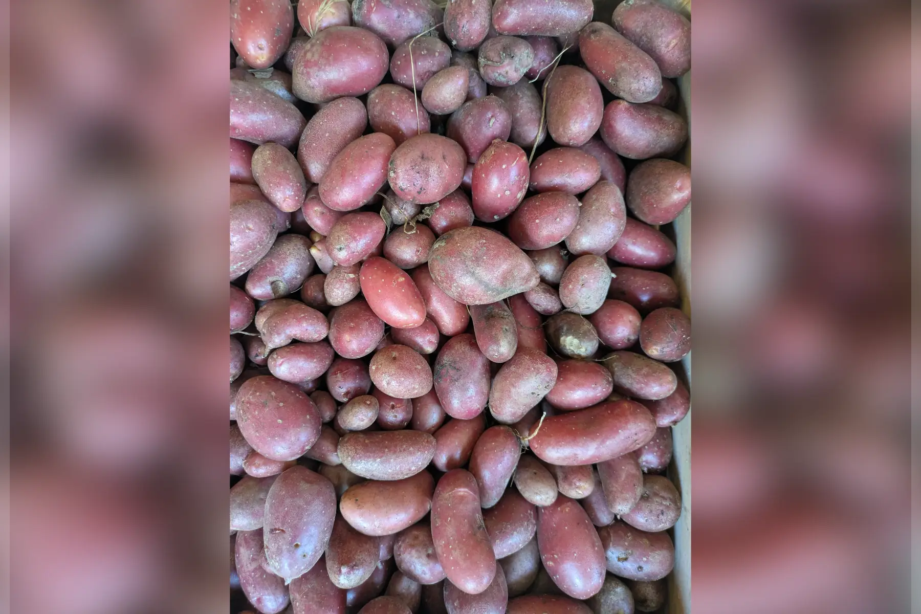 Pomme de terre Grenaille rouge