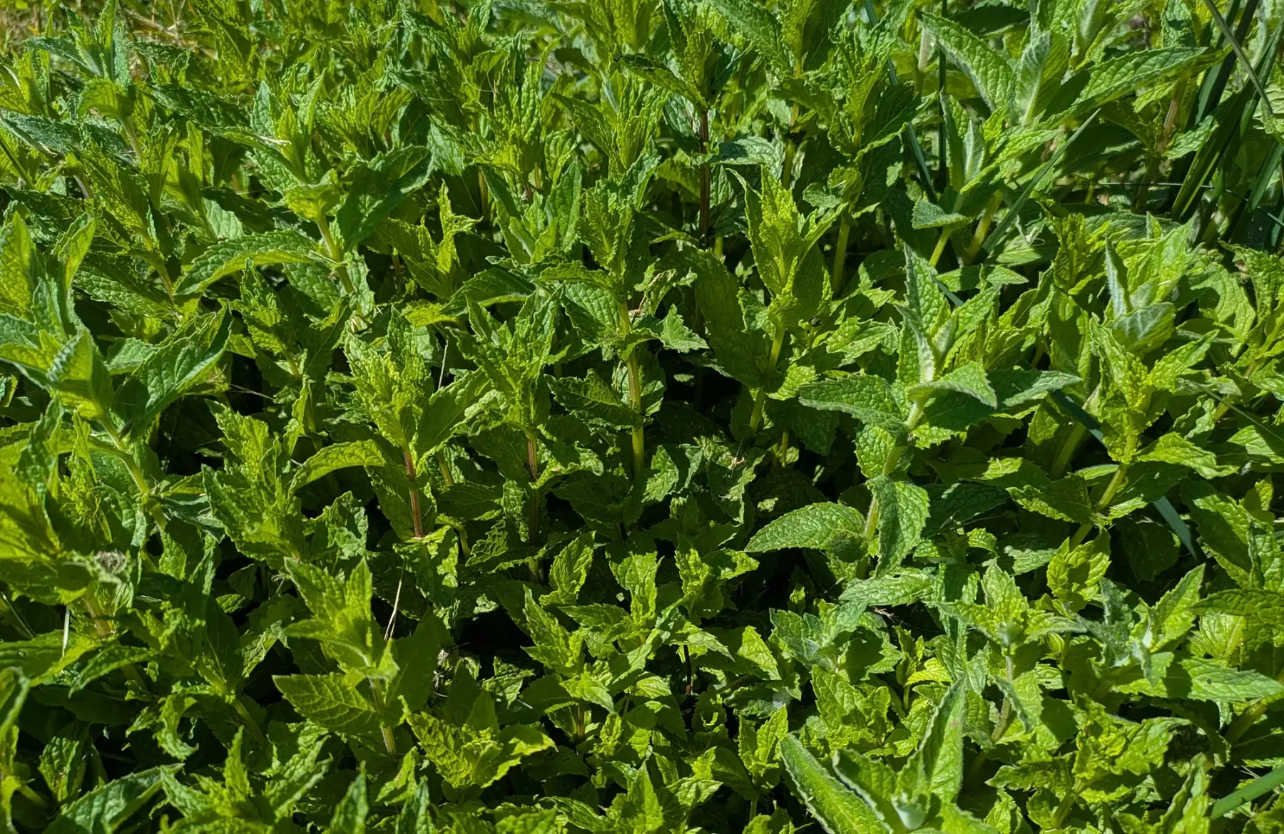 Menthe verte