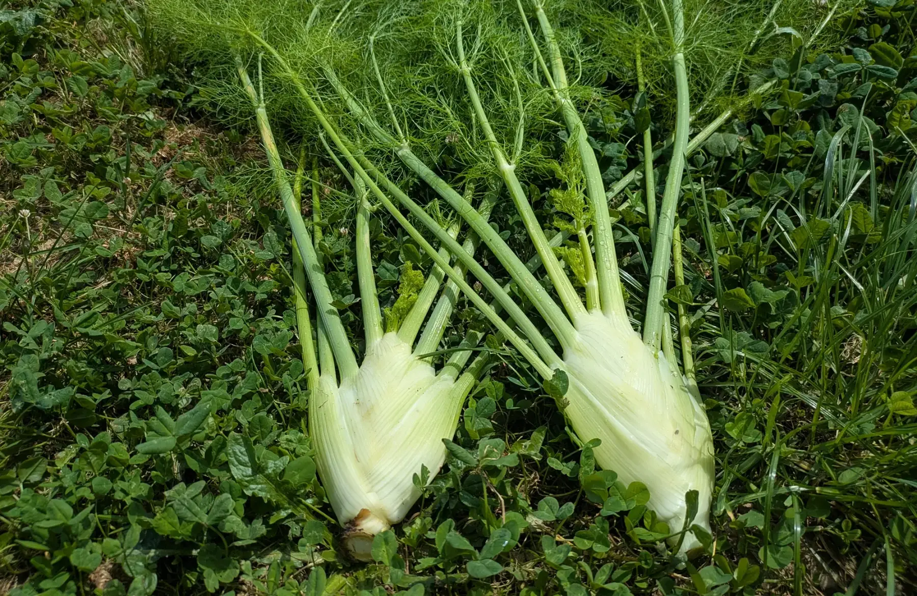 Fenouil