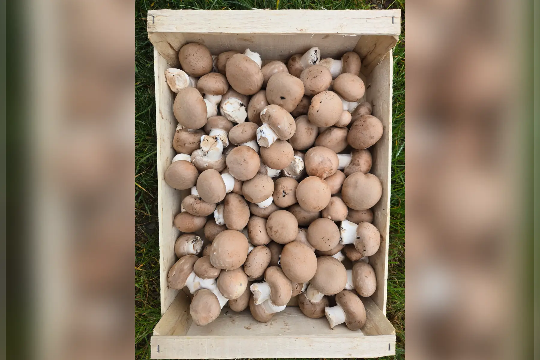 Champignons de Paris