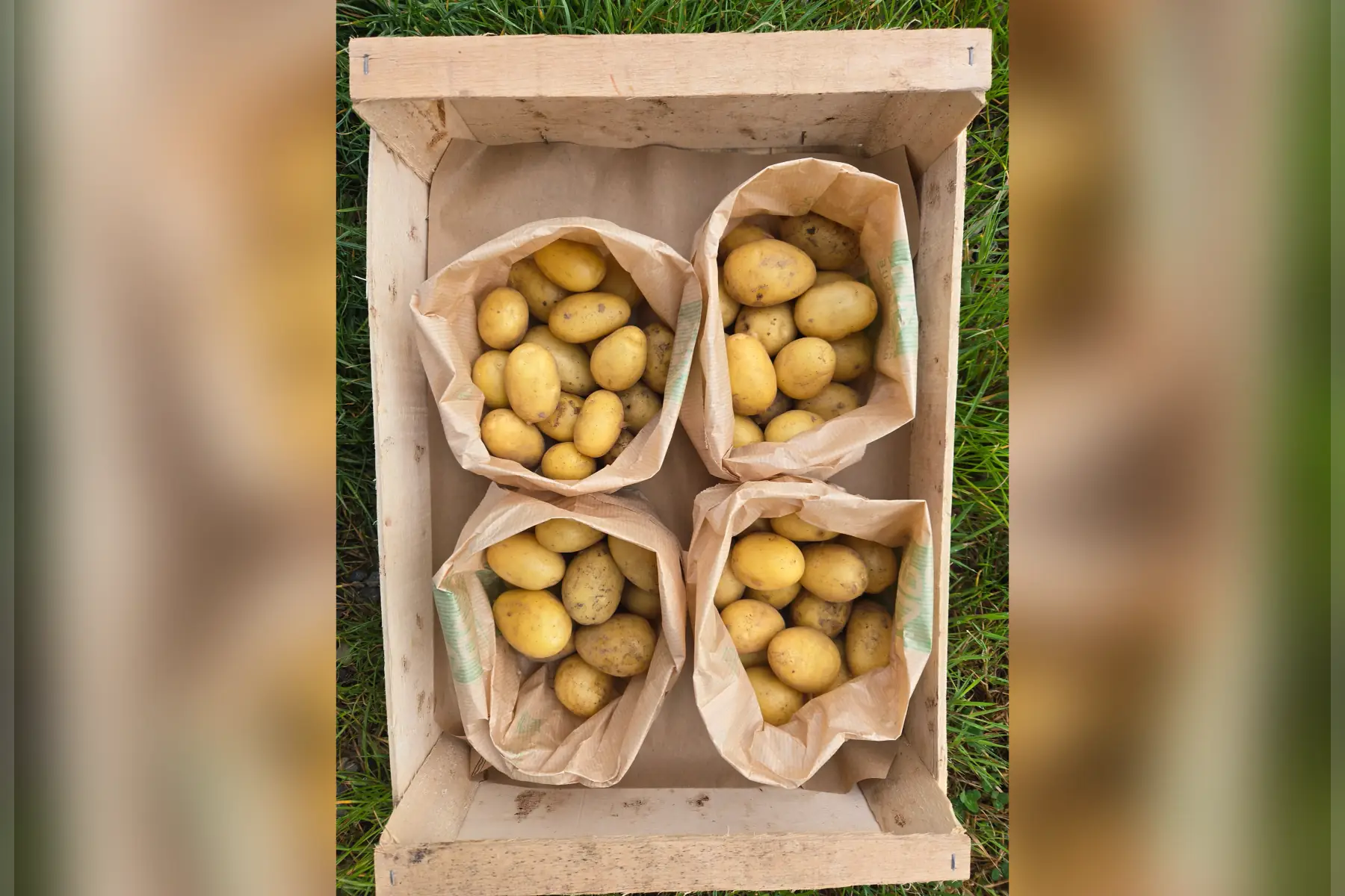 Pommes de terre grenailles nouvelles
