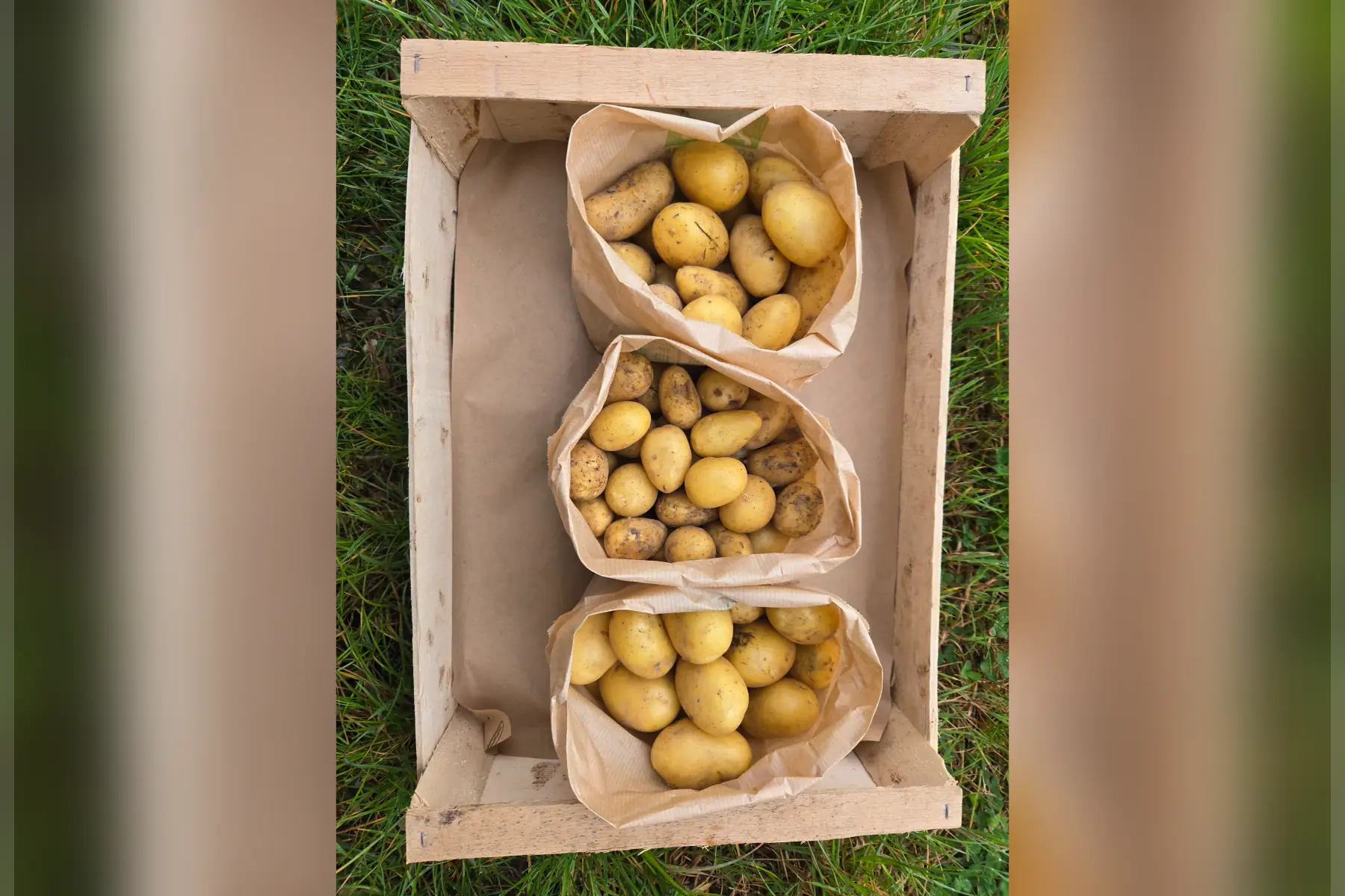 Pommes de terre grenailles nouvelles