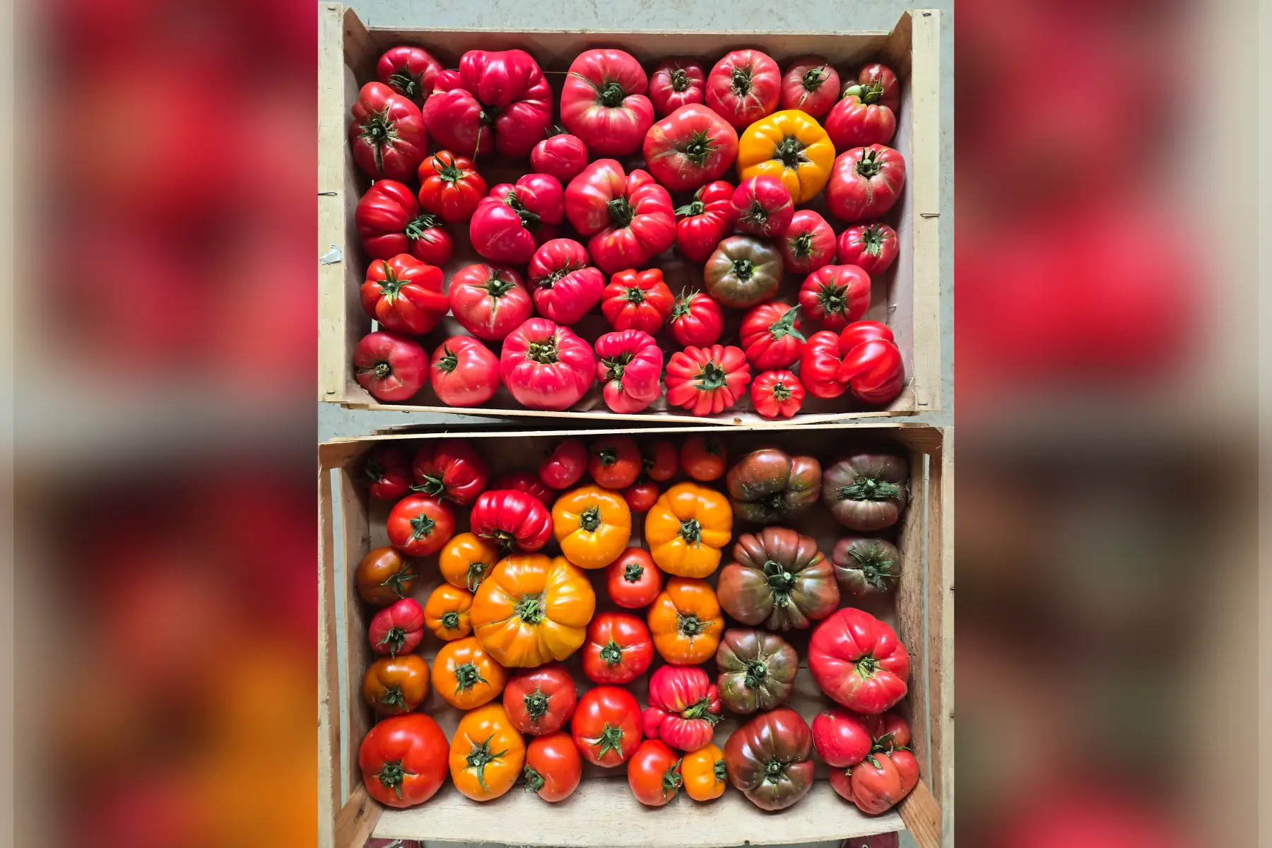 Tomates anciennes
