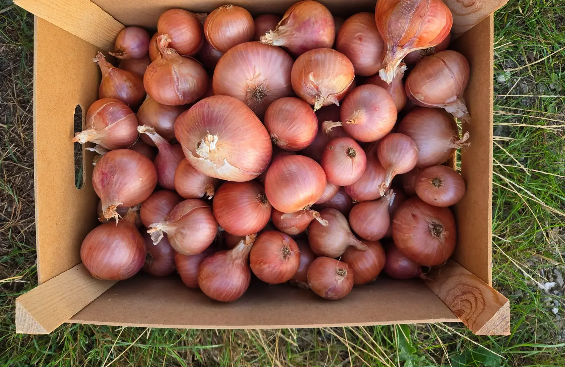 Oignons rosés