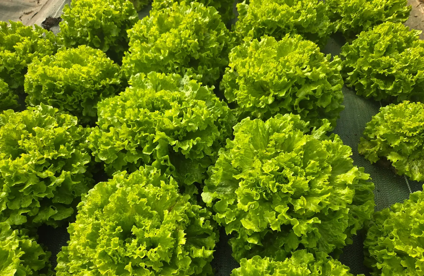 Salade batavia verte