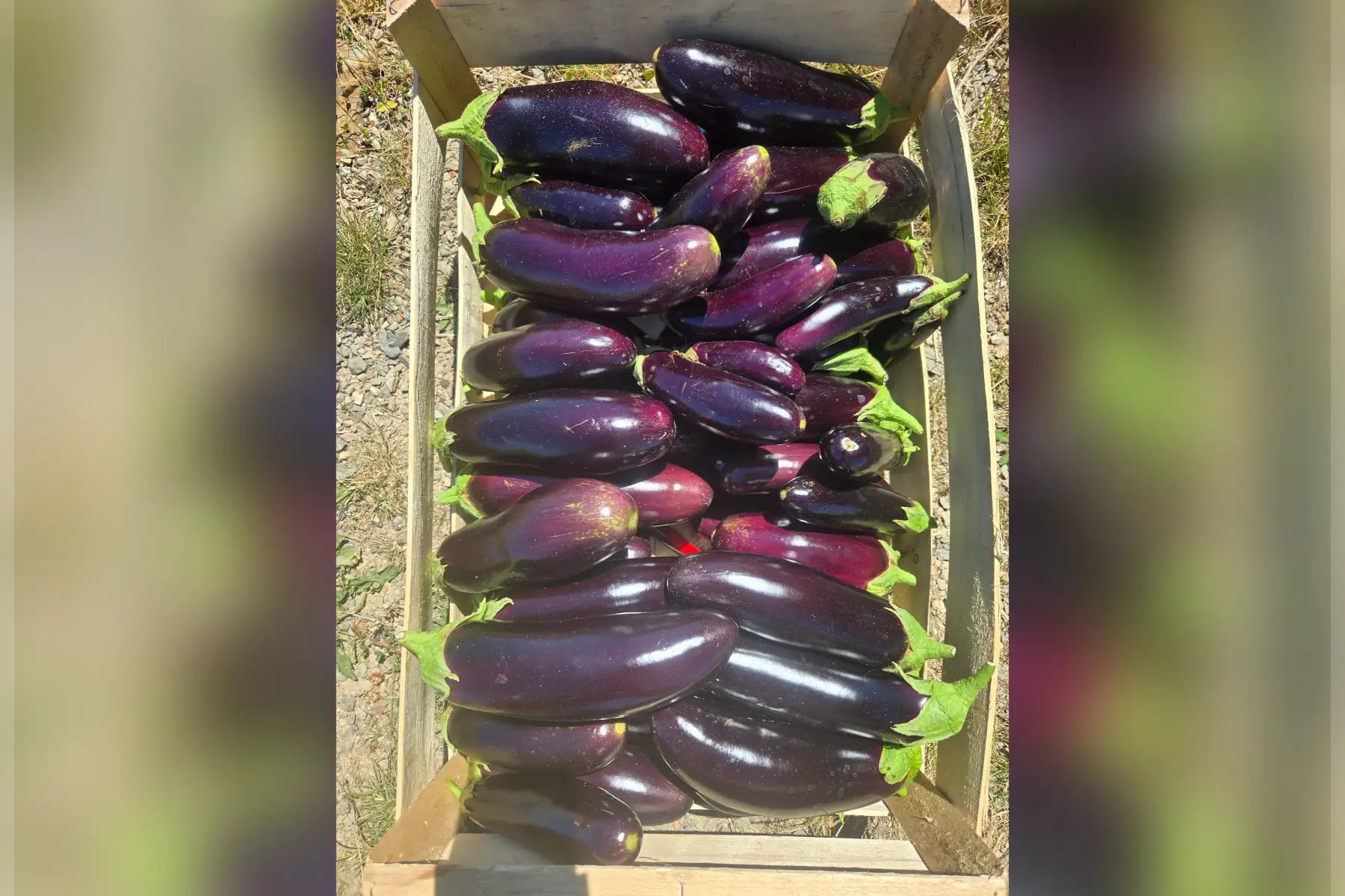 Aubergines