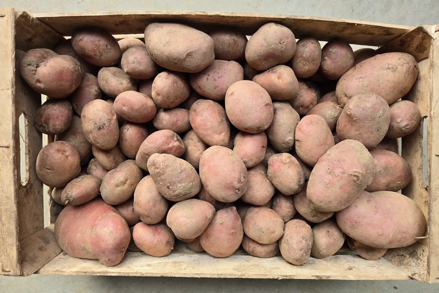 pommes de terre Désirée