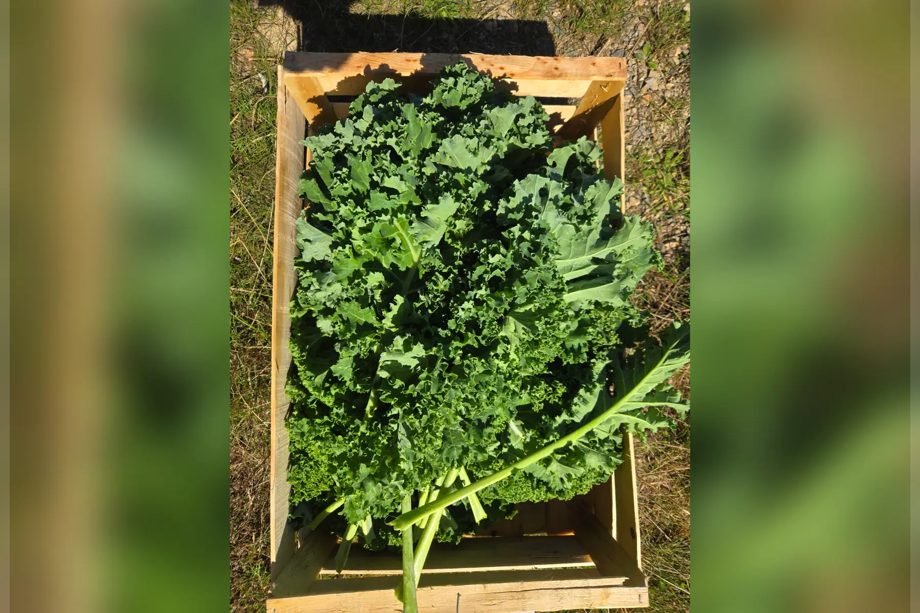 Chou kale