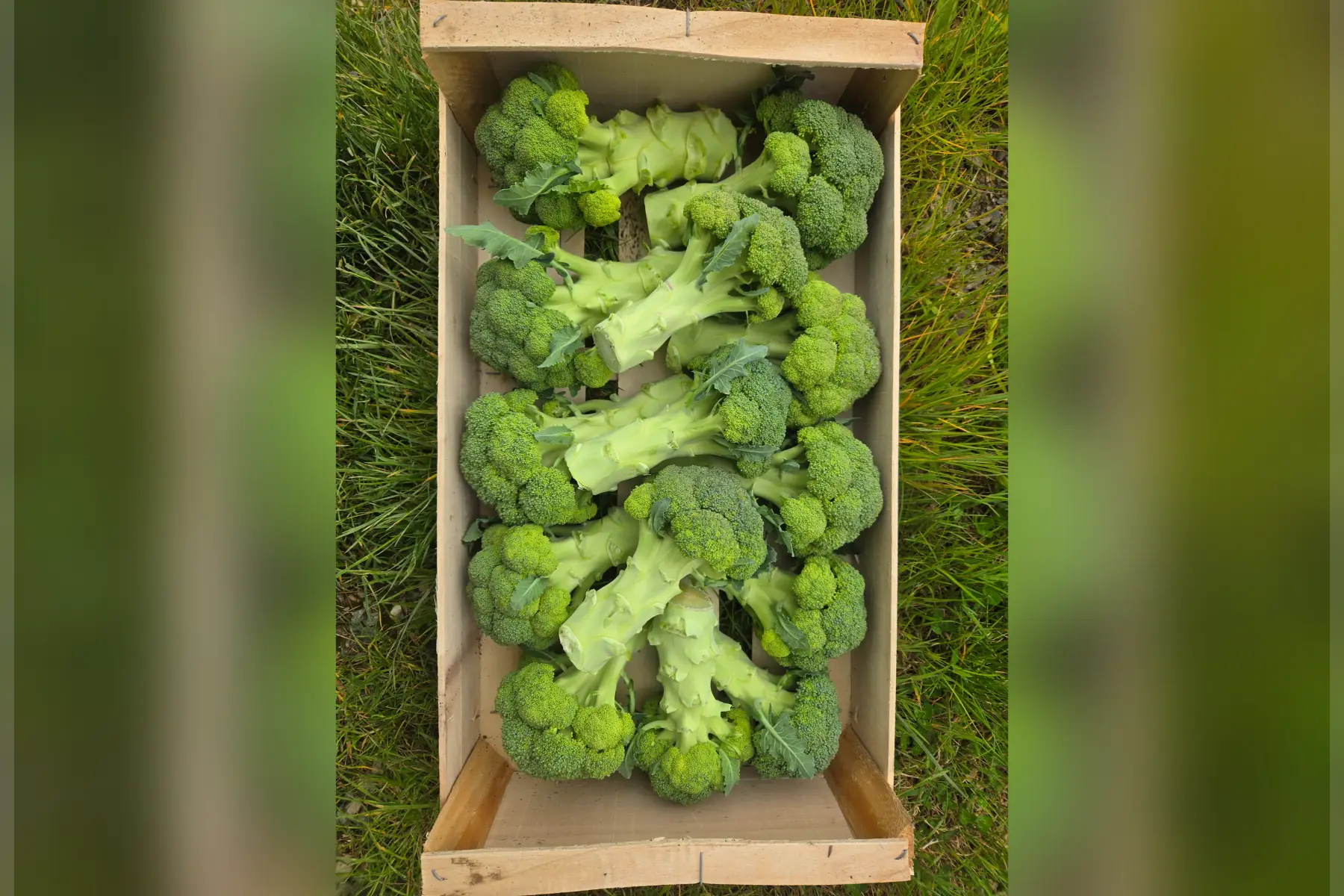 Chou brocoli