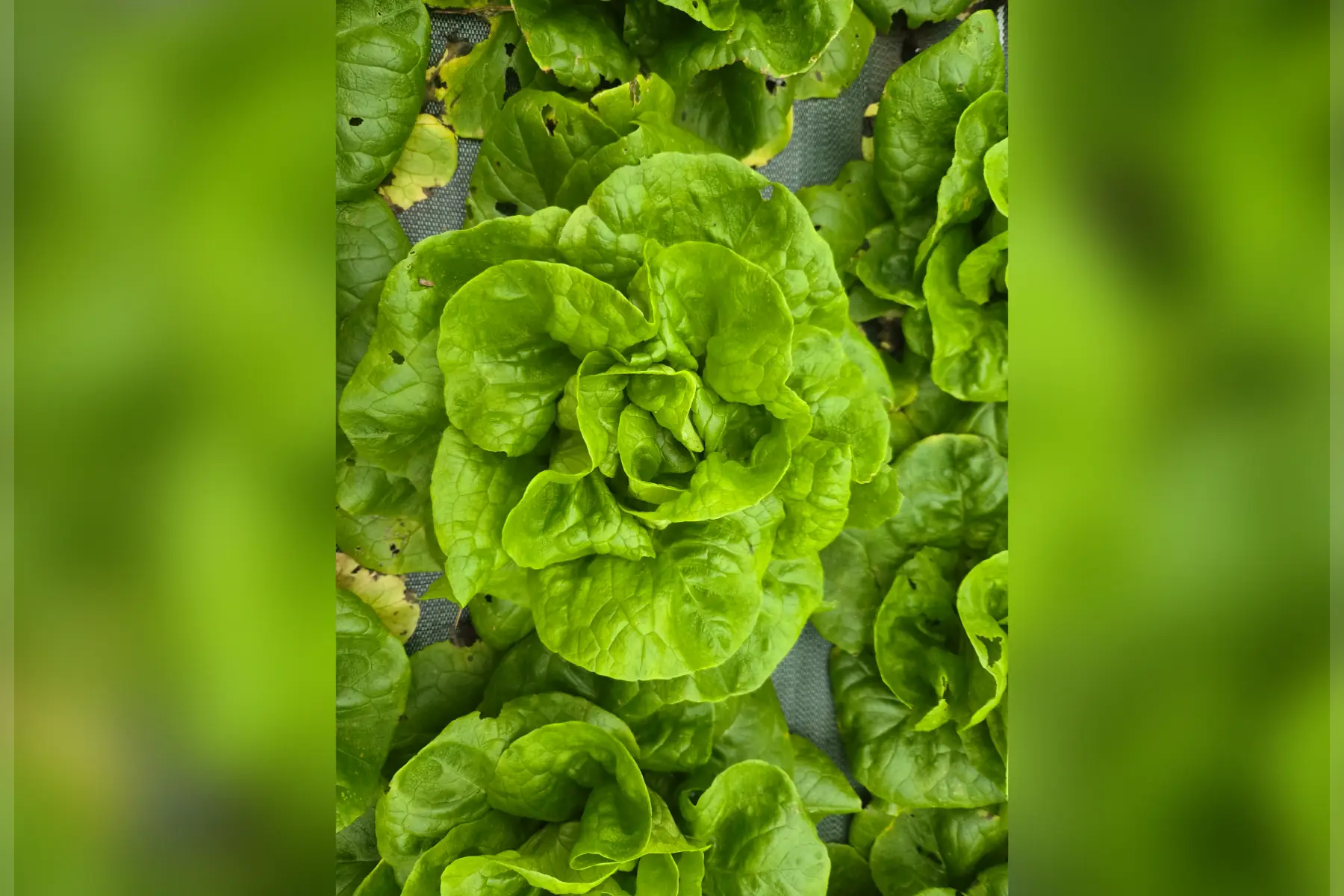 Salade laitue verte