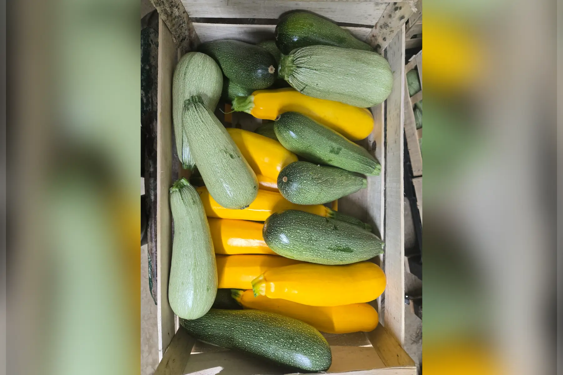 Courgettes à farcir