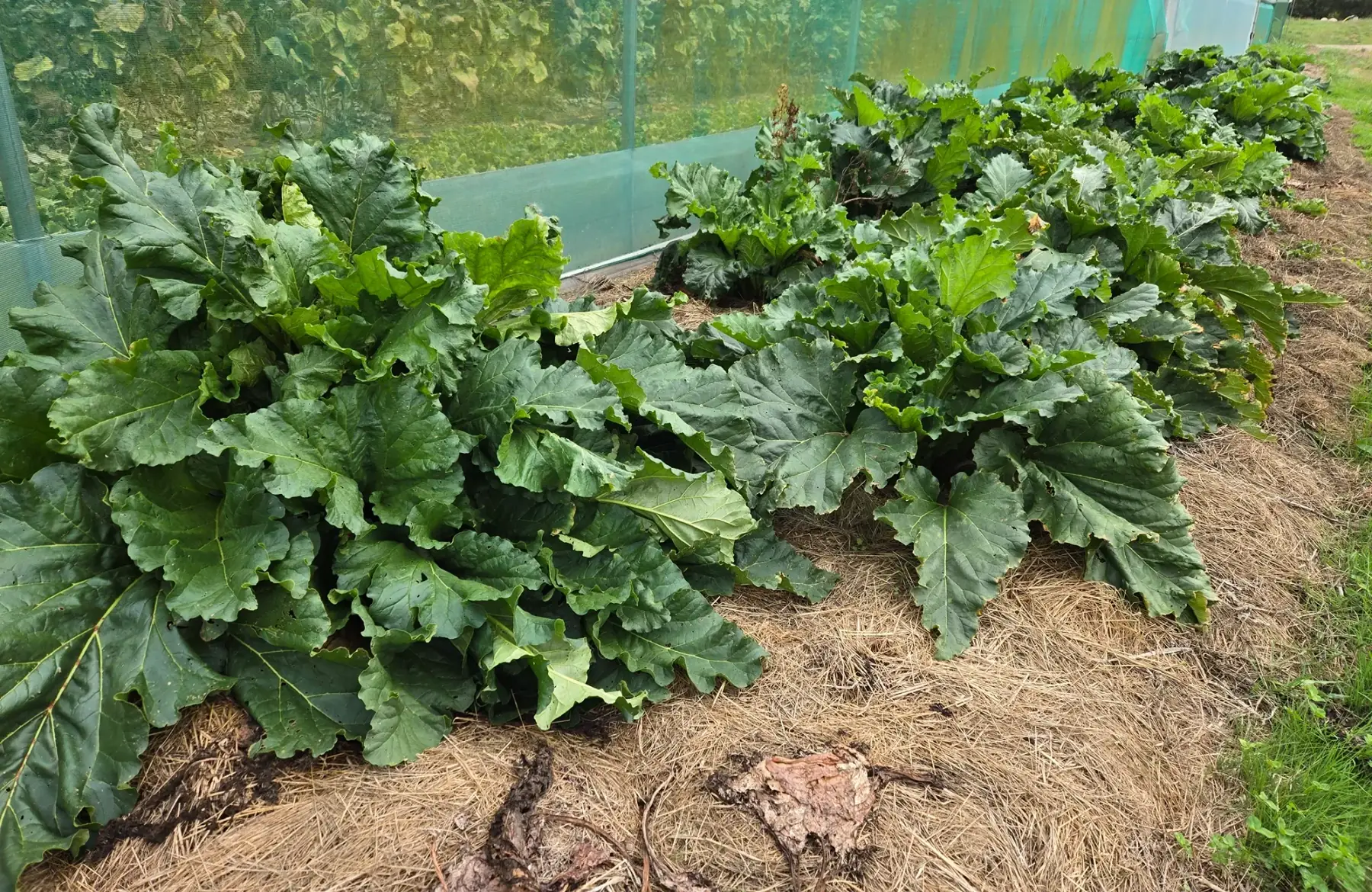 Rhubarbe