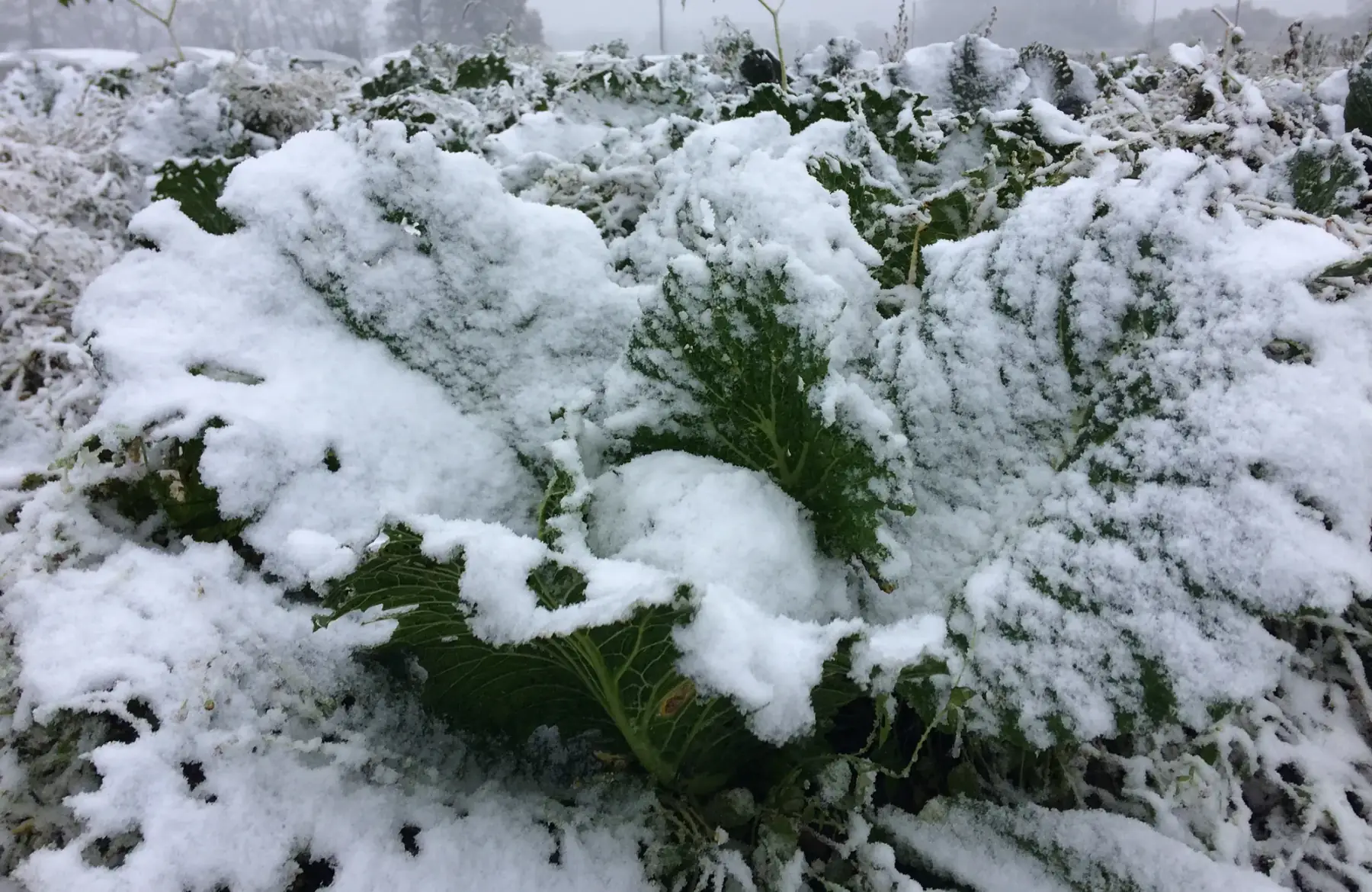Matthieu GOUPIL - Les Légumes Verts