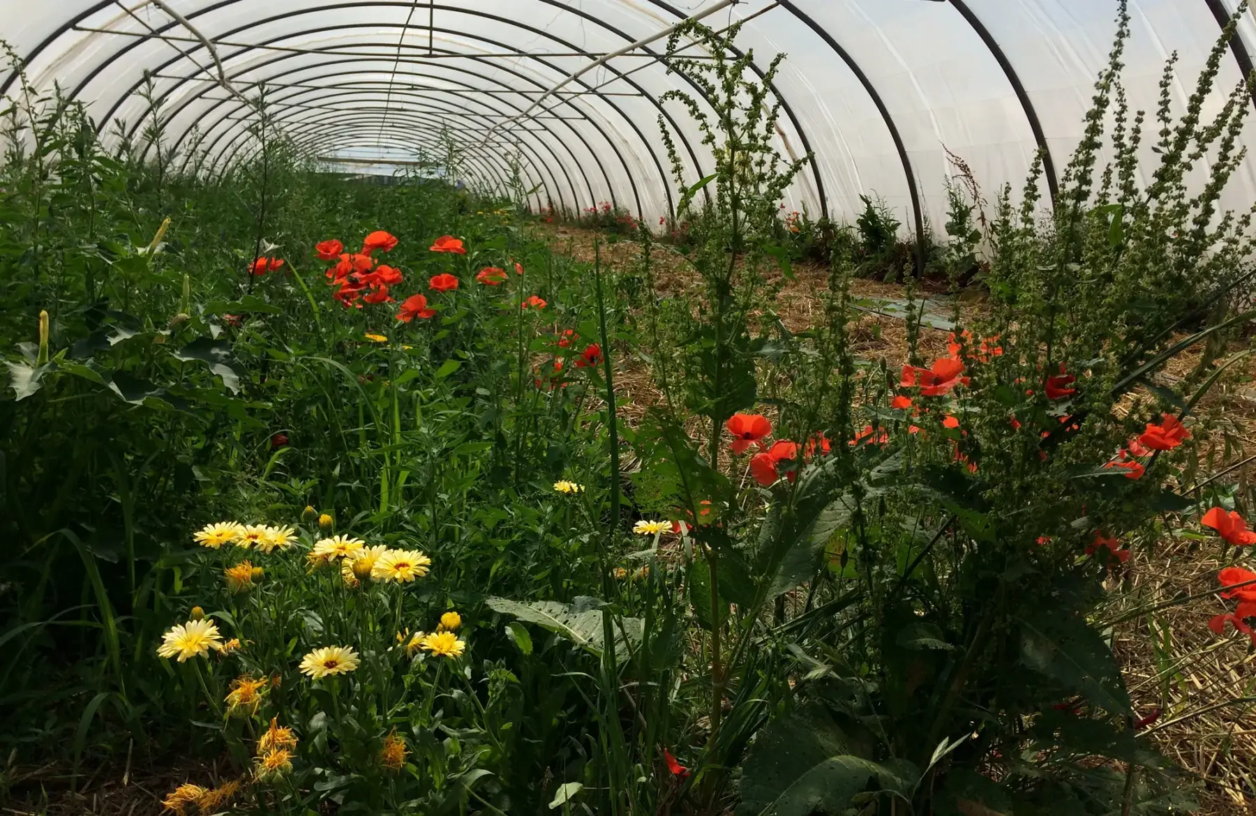 Matthieu GOUPIL - Les Légumes Verts