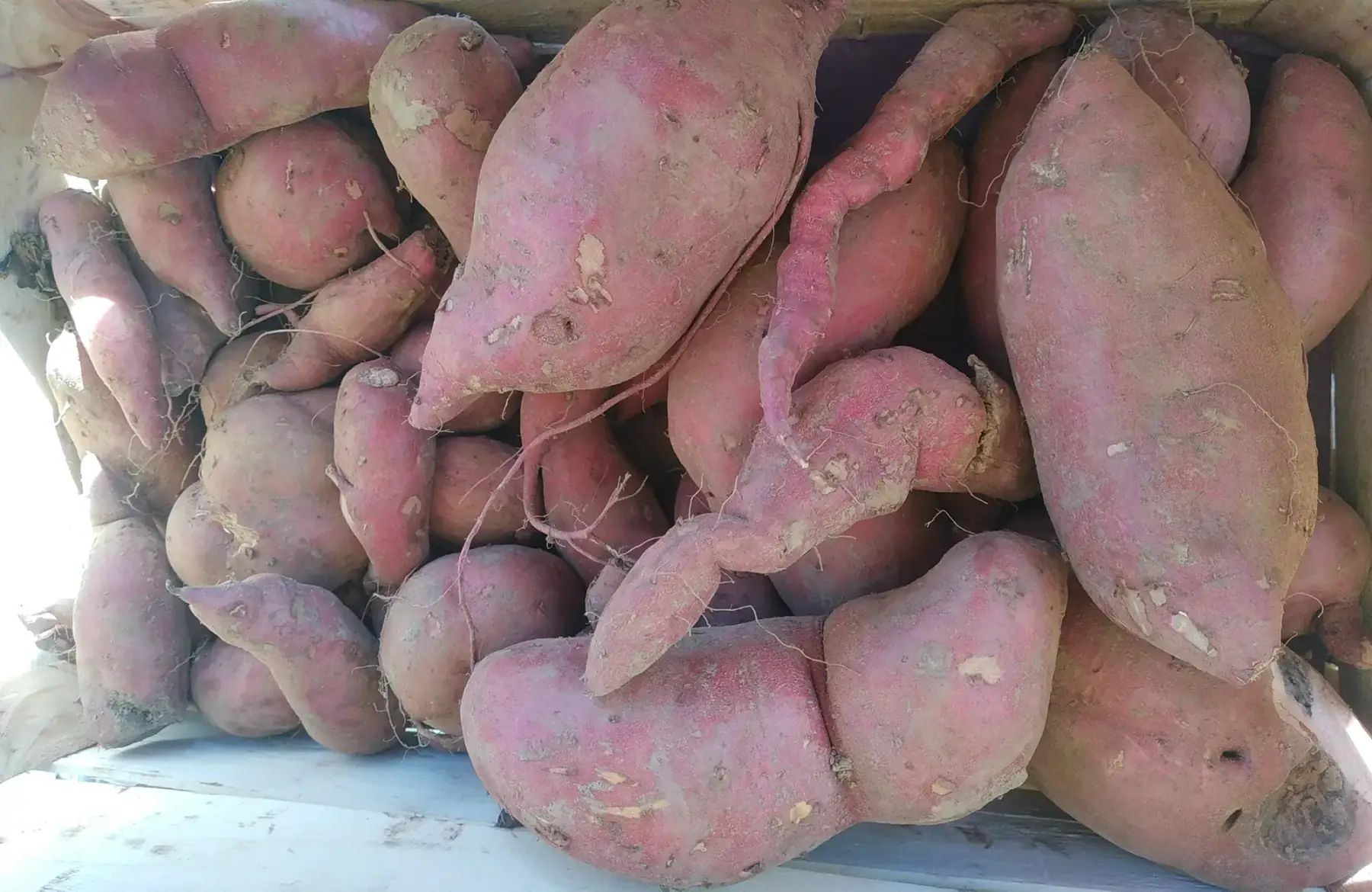 Patate douce