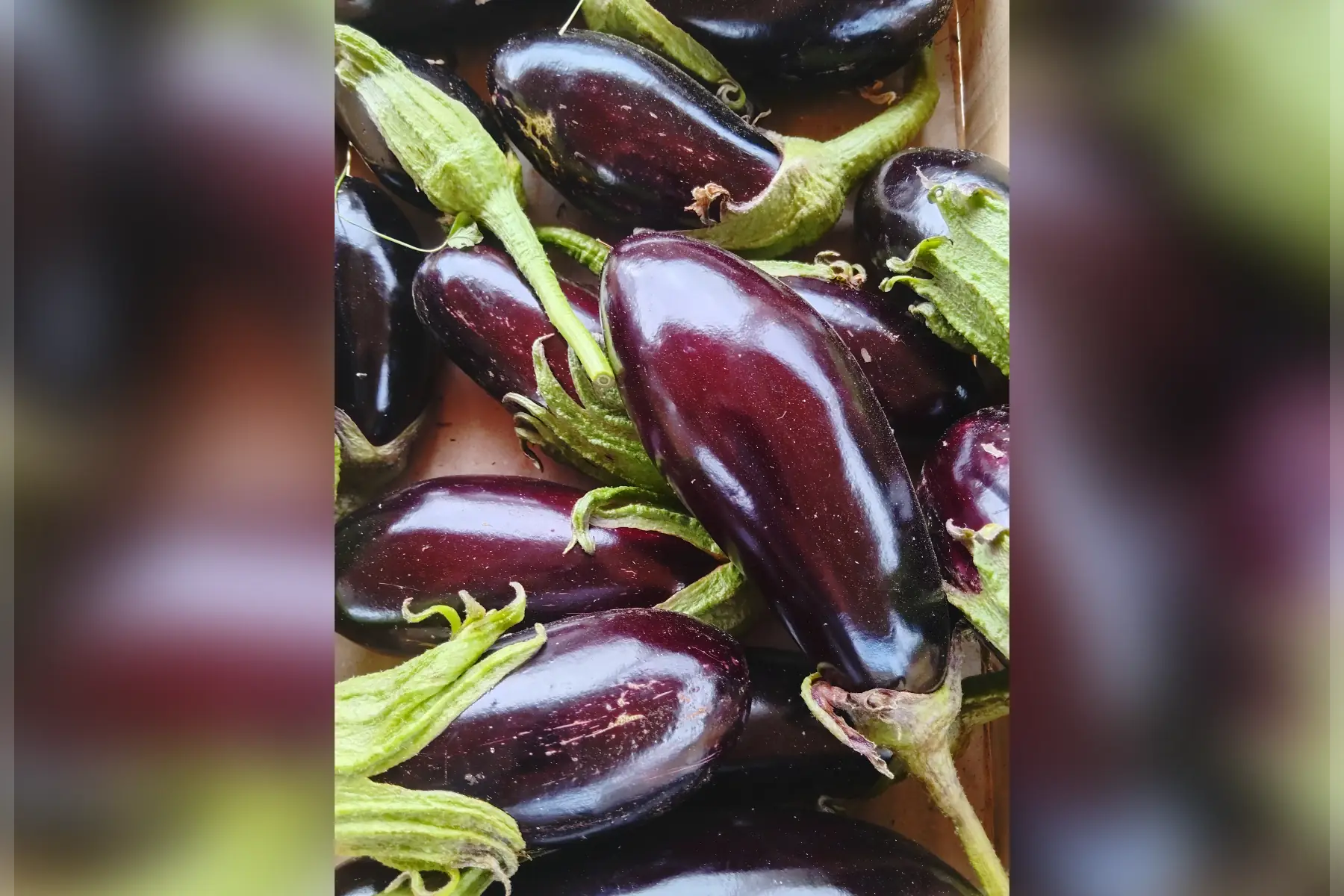 Aubergines noires