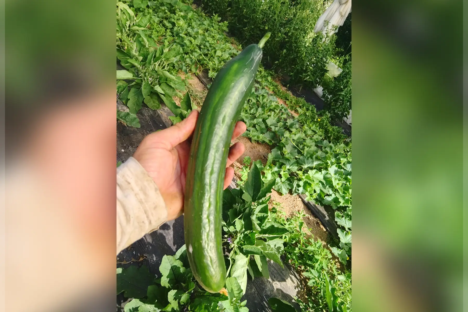 Concombre long