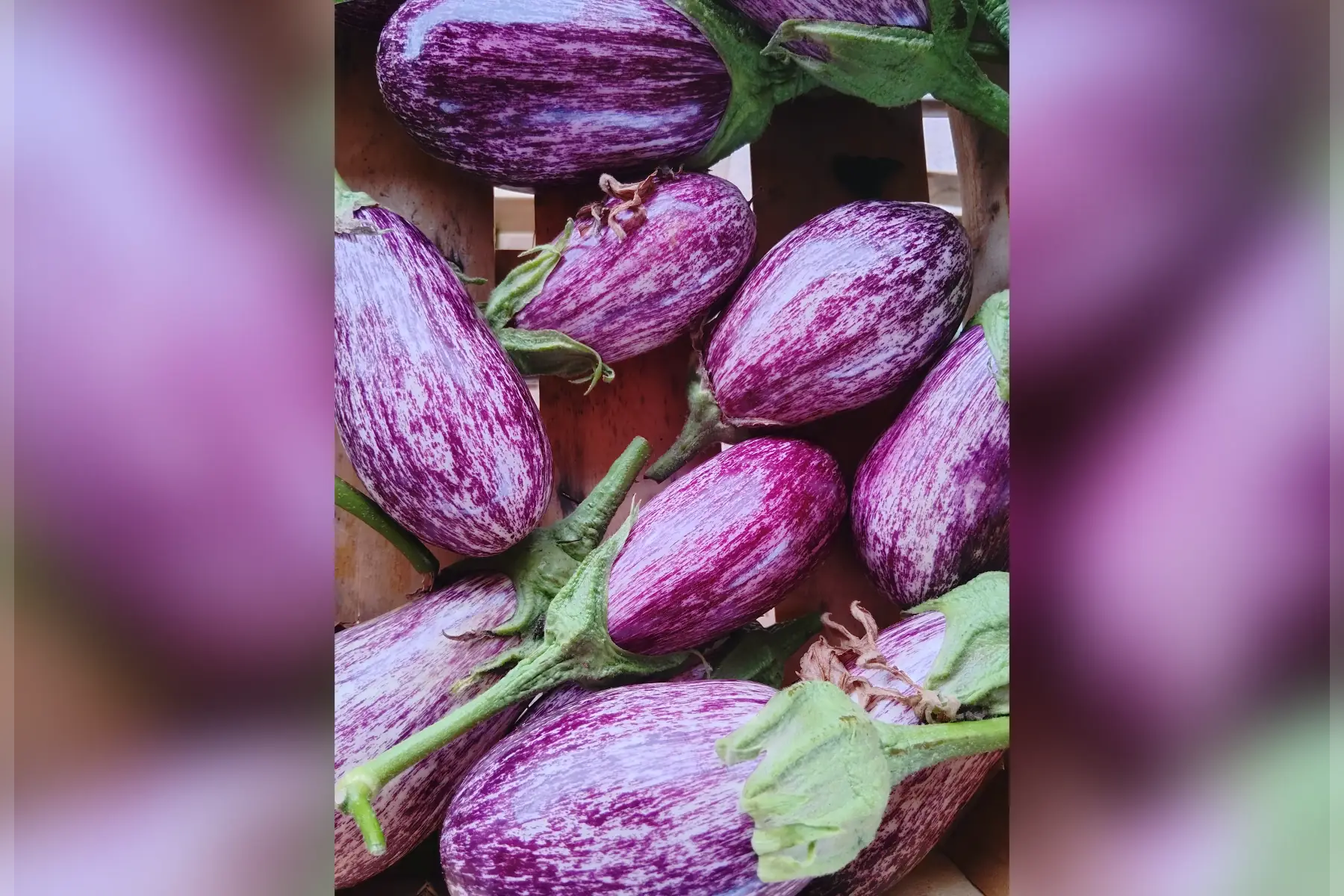 Aubergines rayées