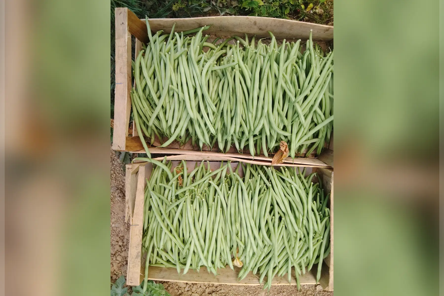 Haricots verts
