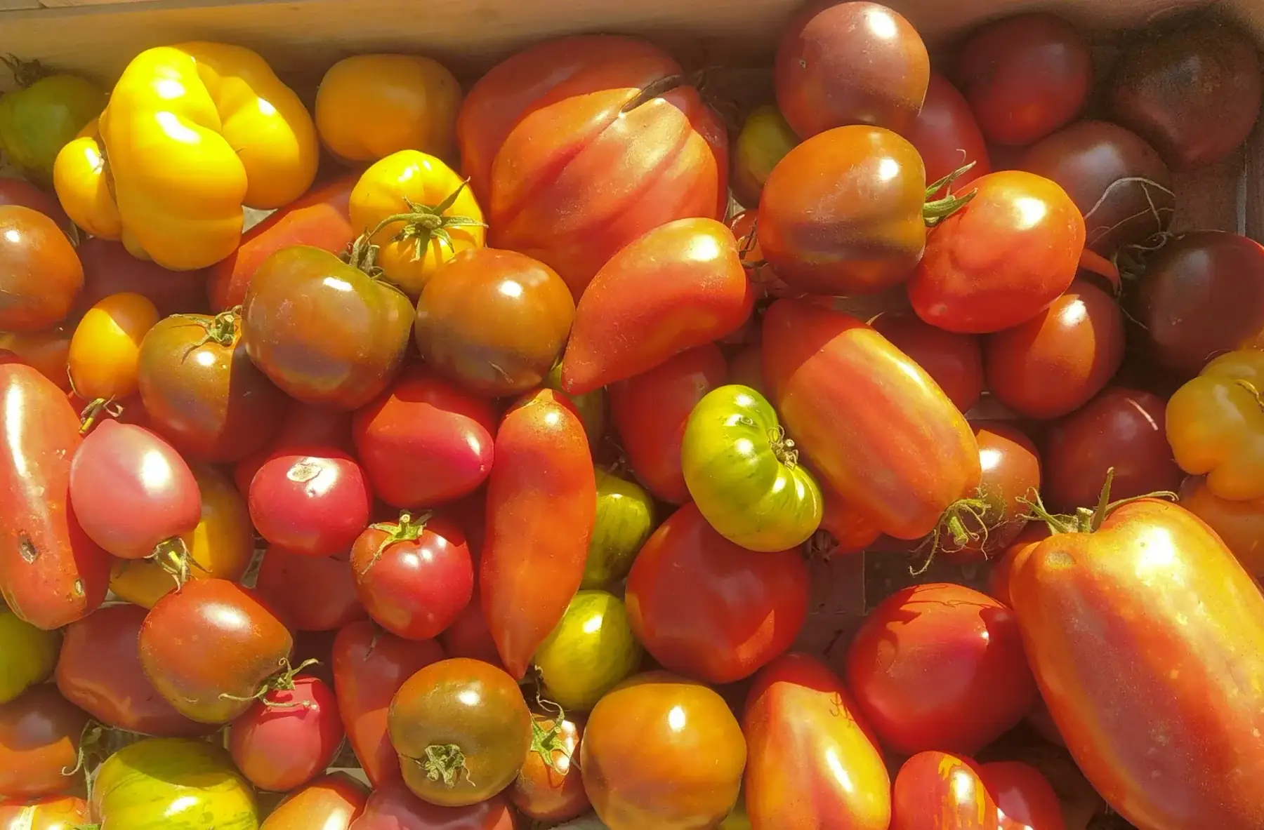 Tomates anciennes