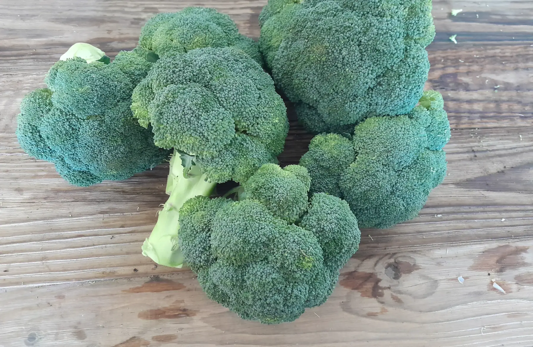 Brocoli