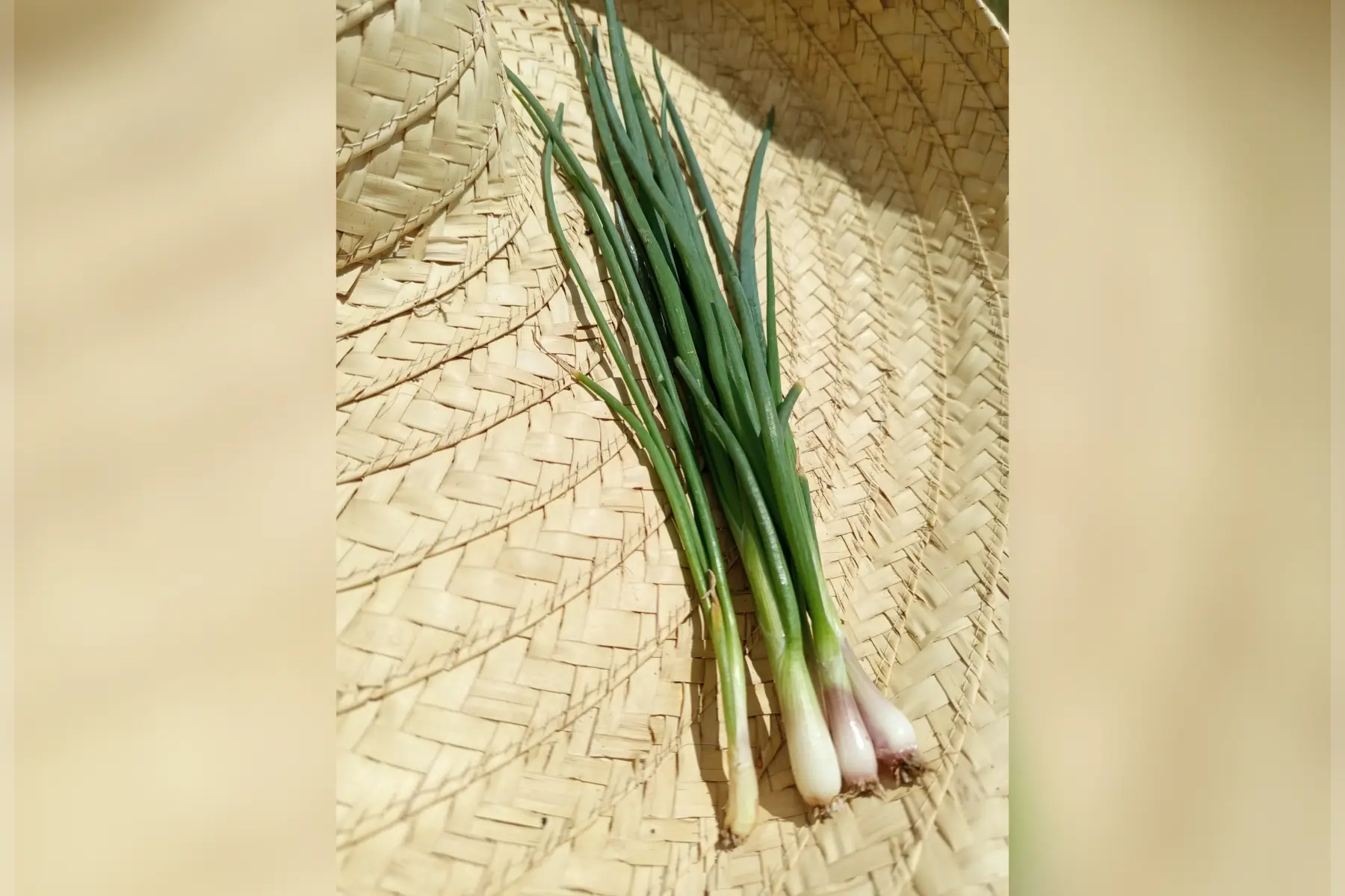 Echalotte fraiche
