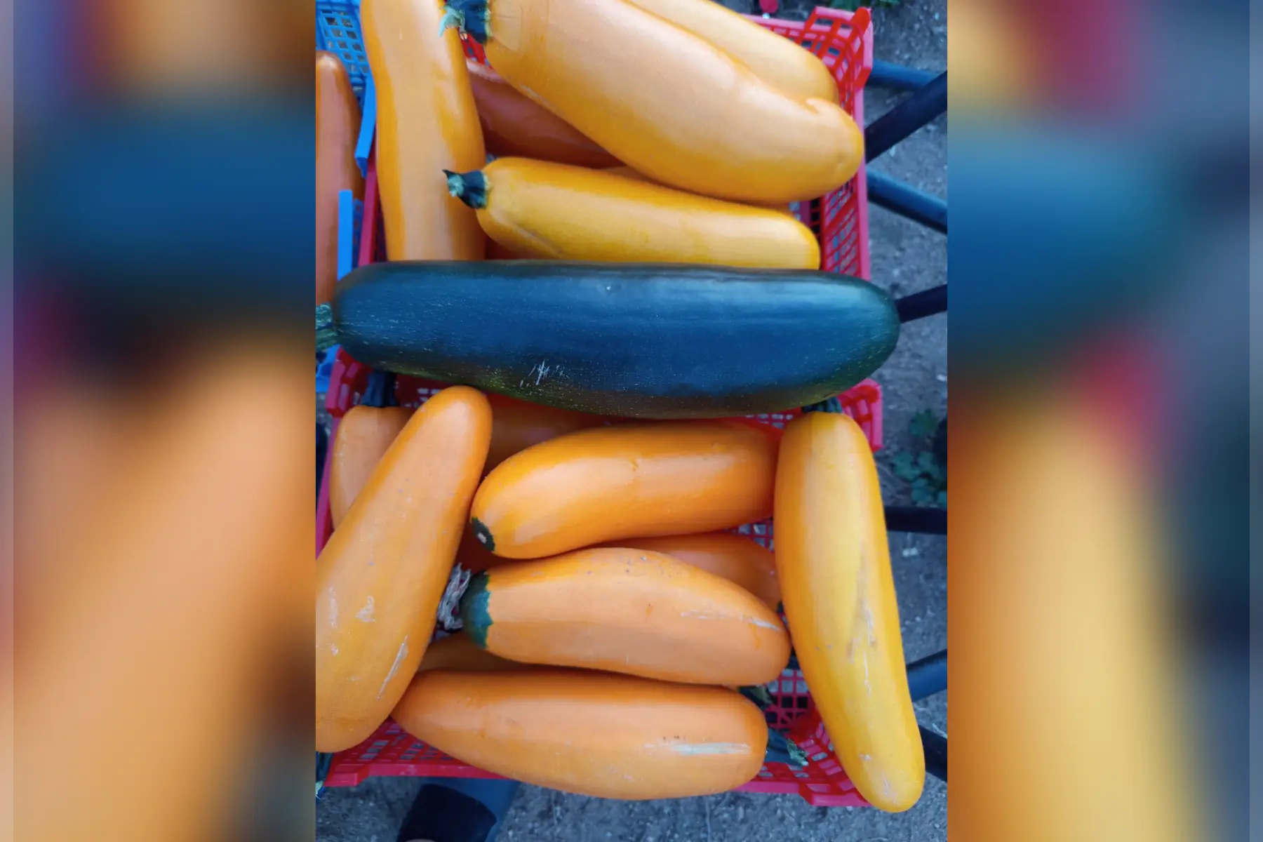 Grosse Coourgette à farcir