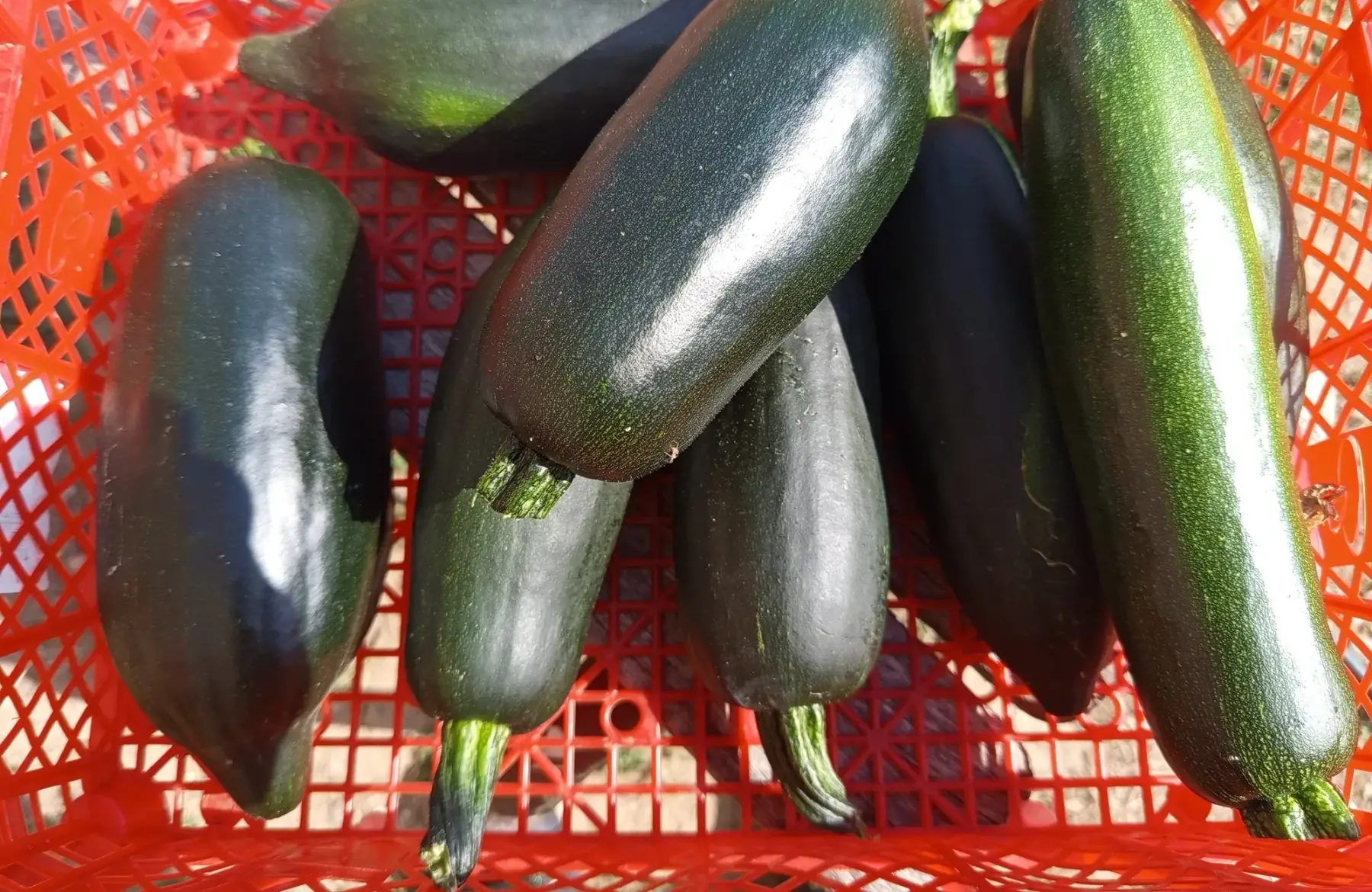 Courgette