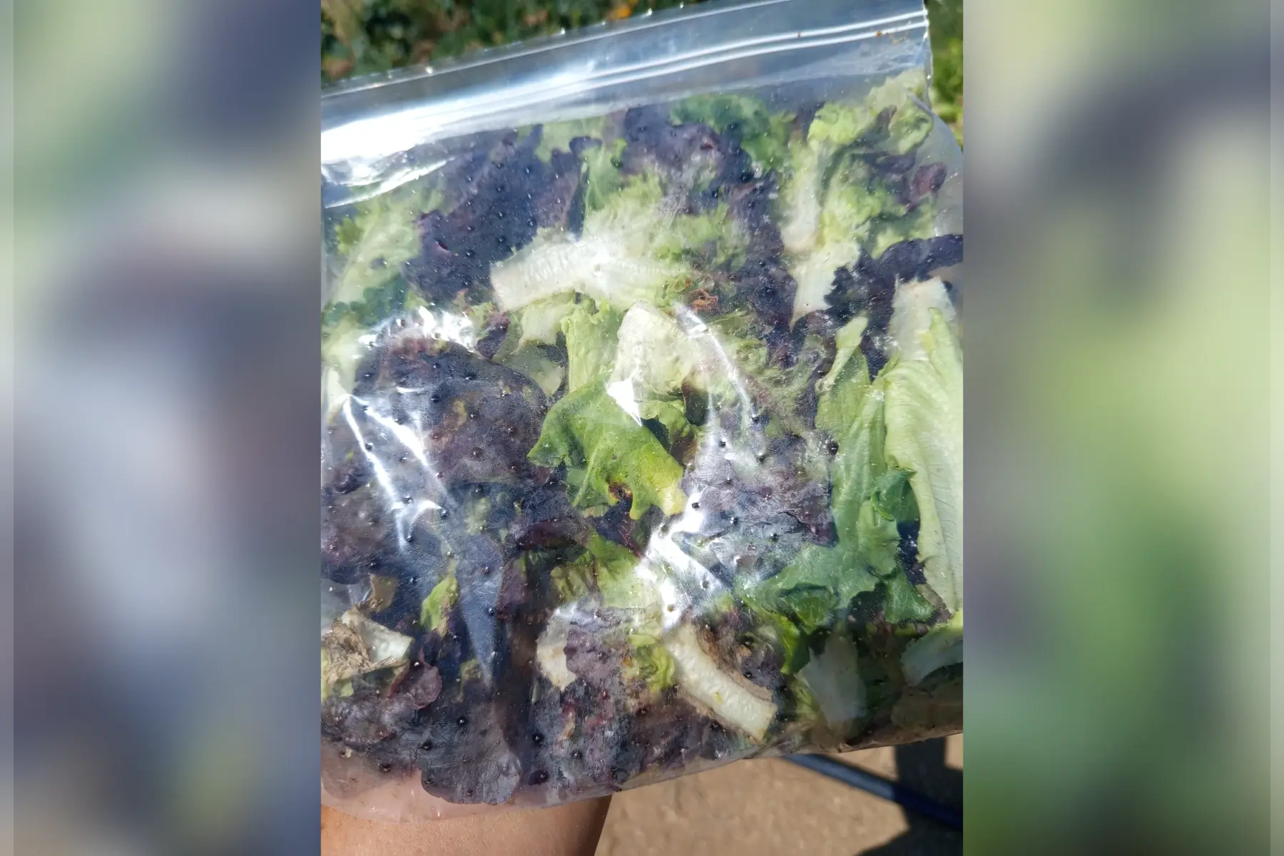 Salade coupée
