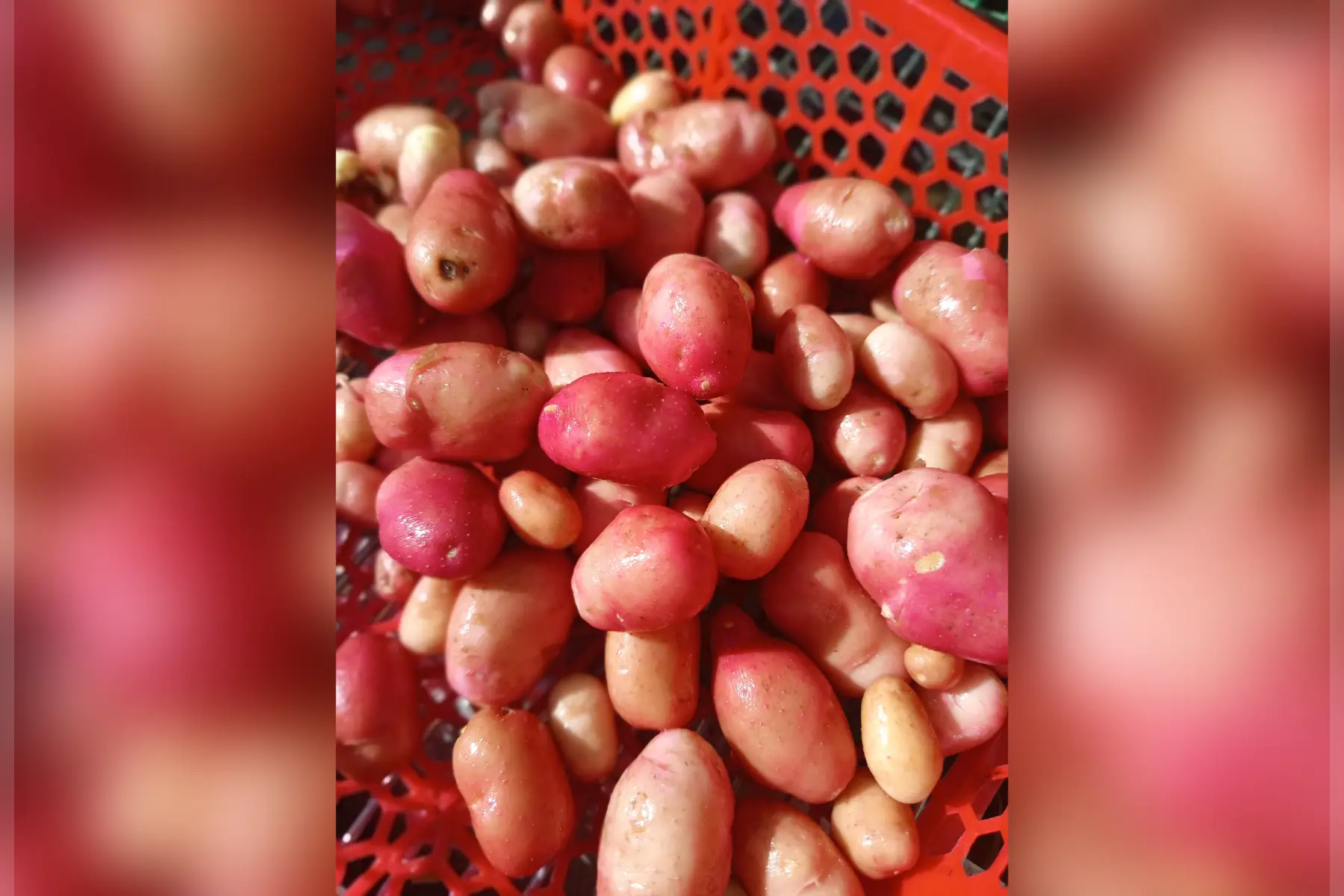 Pomme de terre grenaille