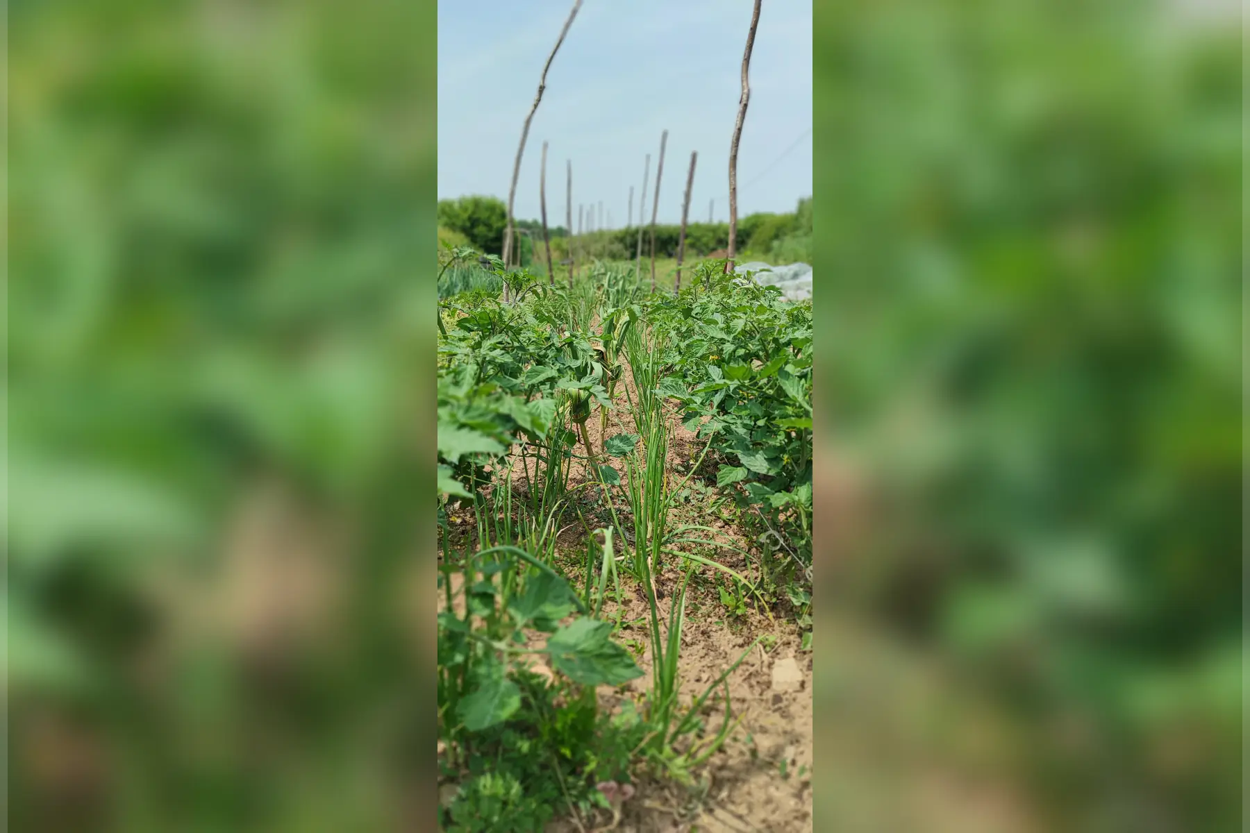 La Ferme des Carreaux