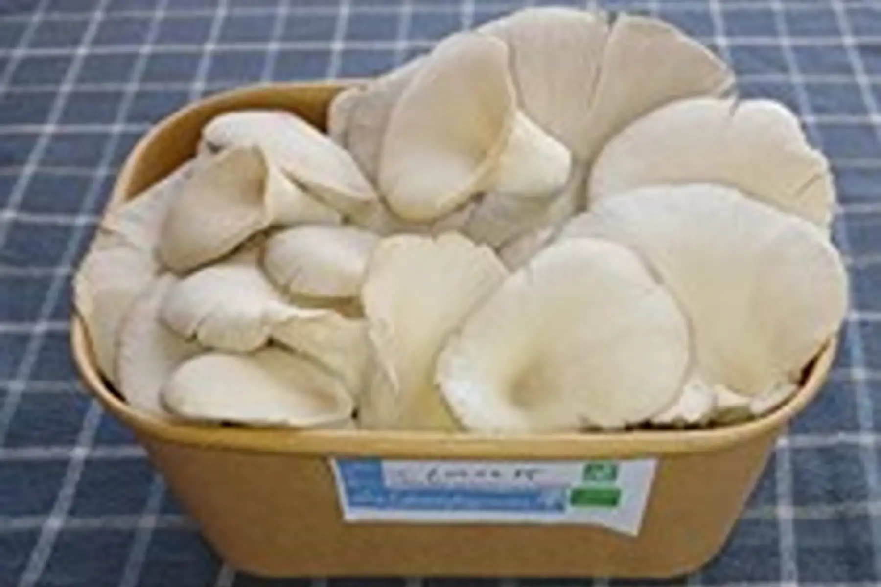 Barquette de pleurote gris bio