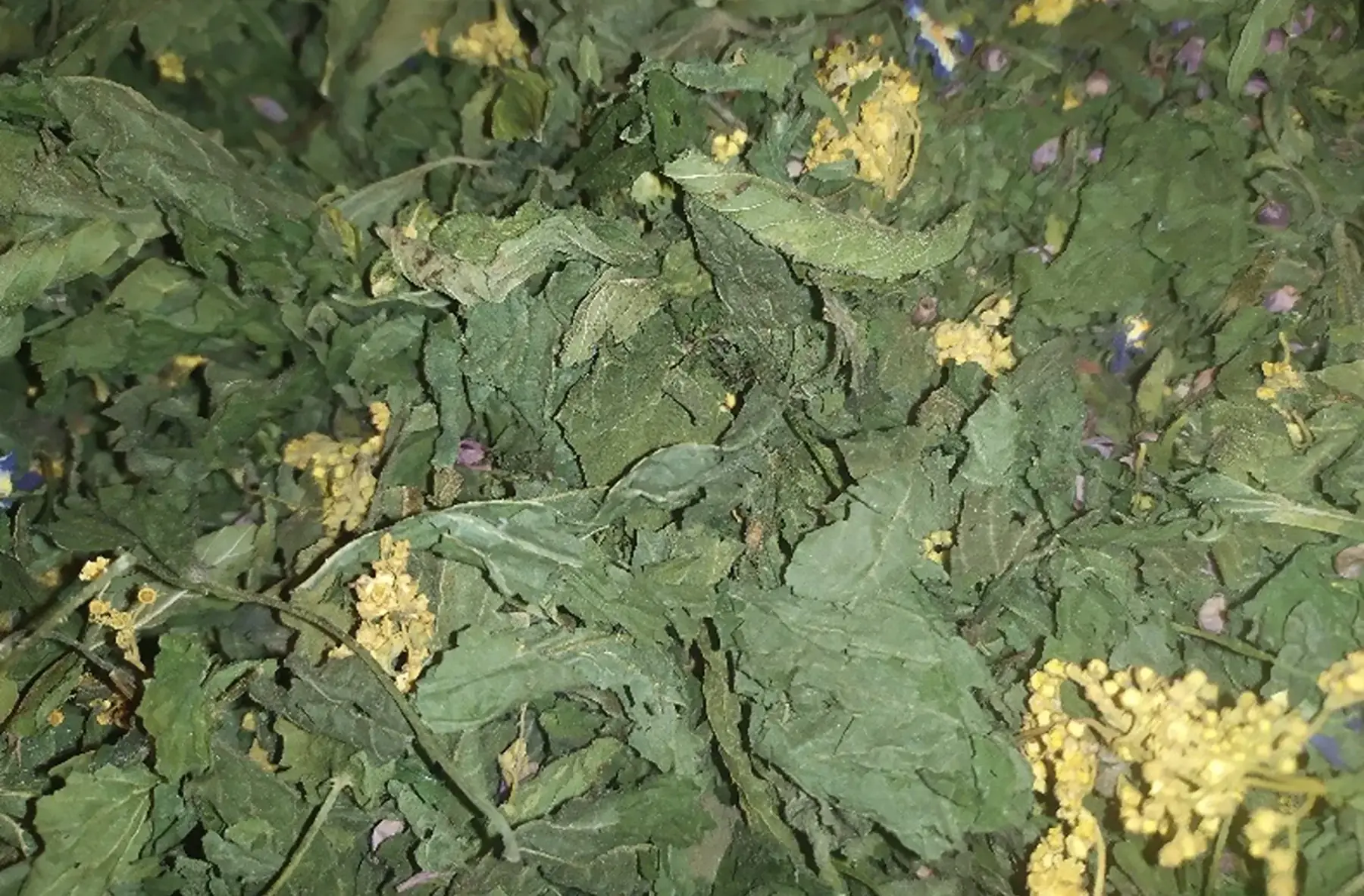 Infusion détox Le grand ménage