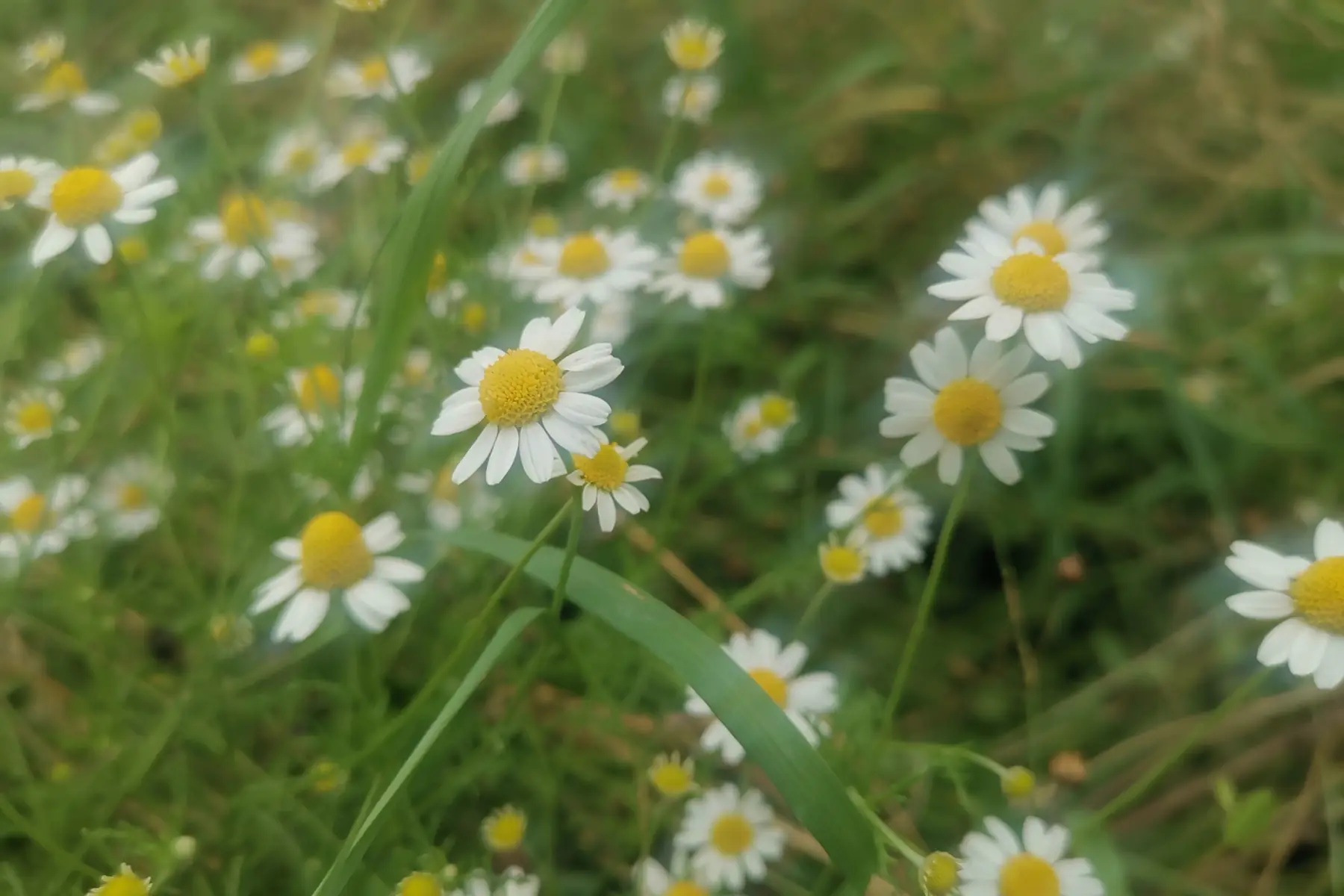 Camomille matricaire