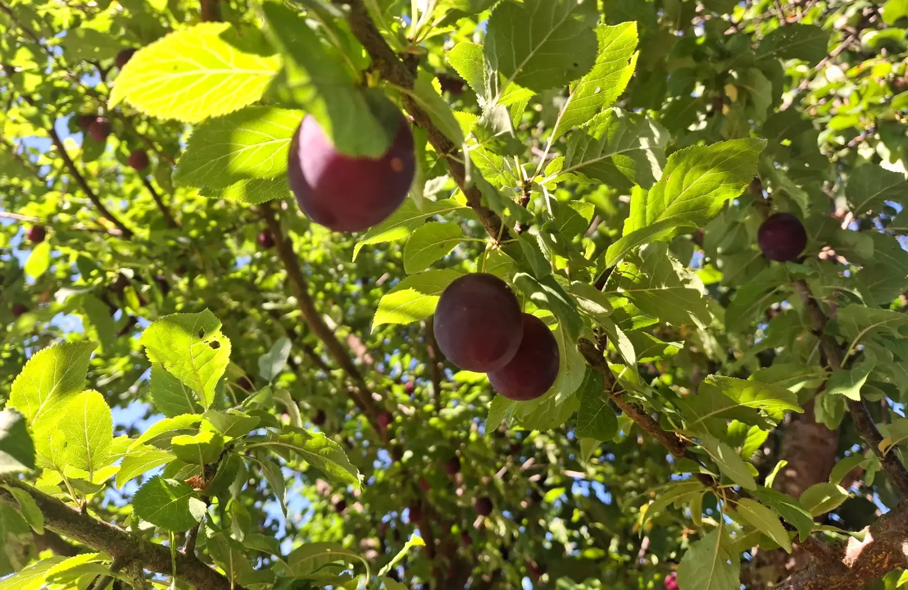 Prunes rouges