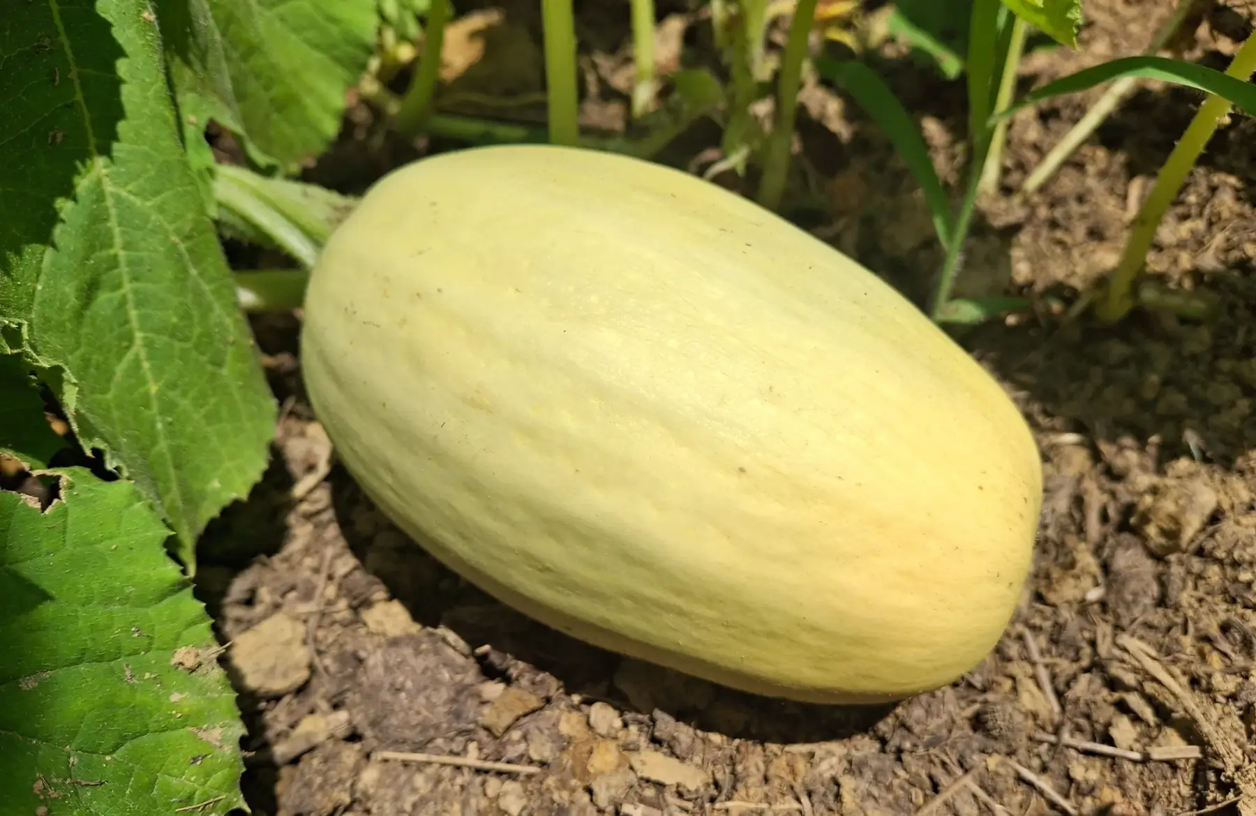 Courgette spaghetti