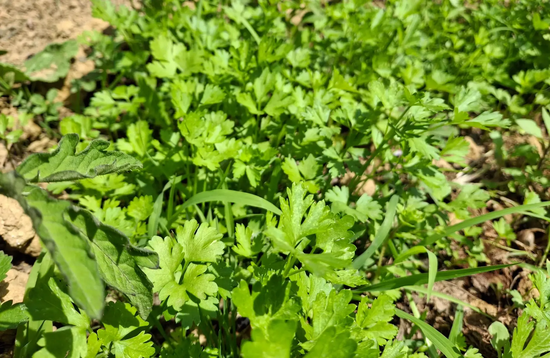 Persil frais