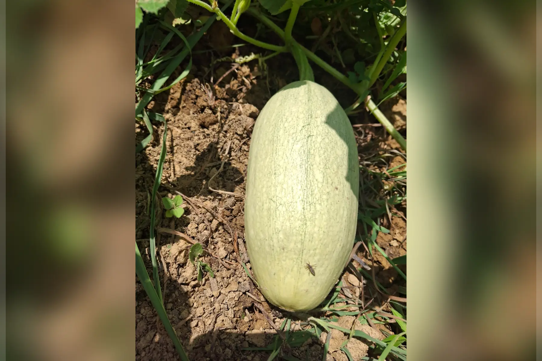 Courgette blanche