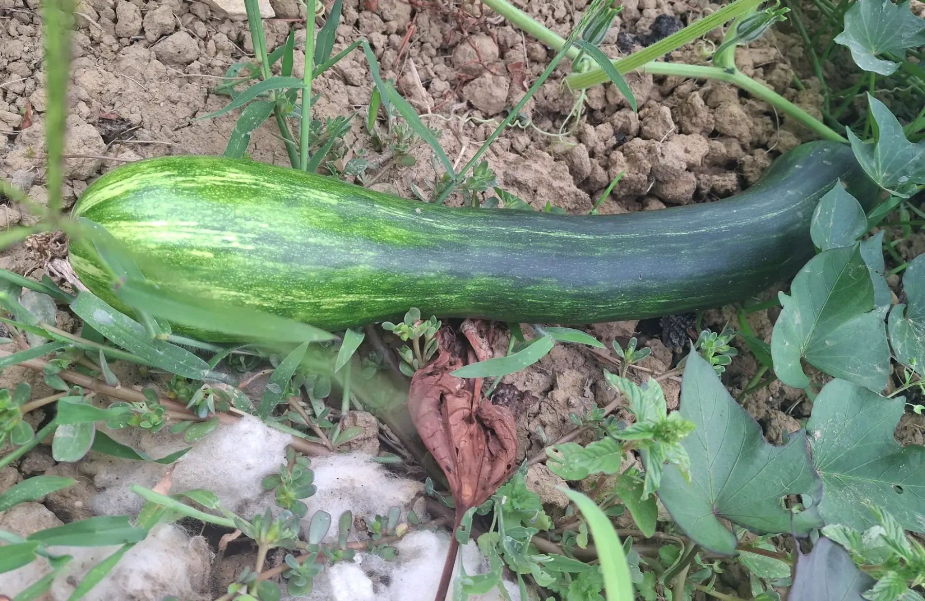 Courgette longue de Nice