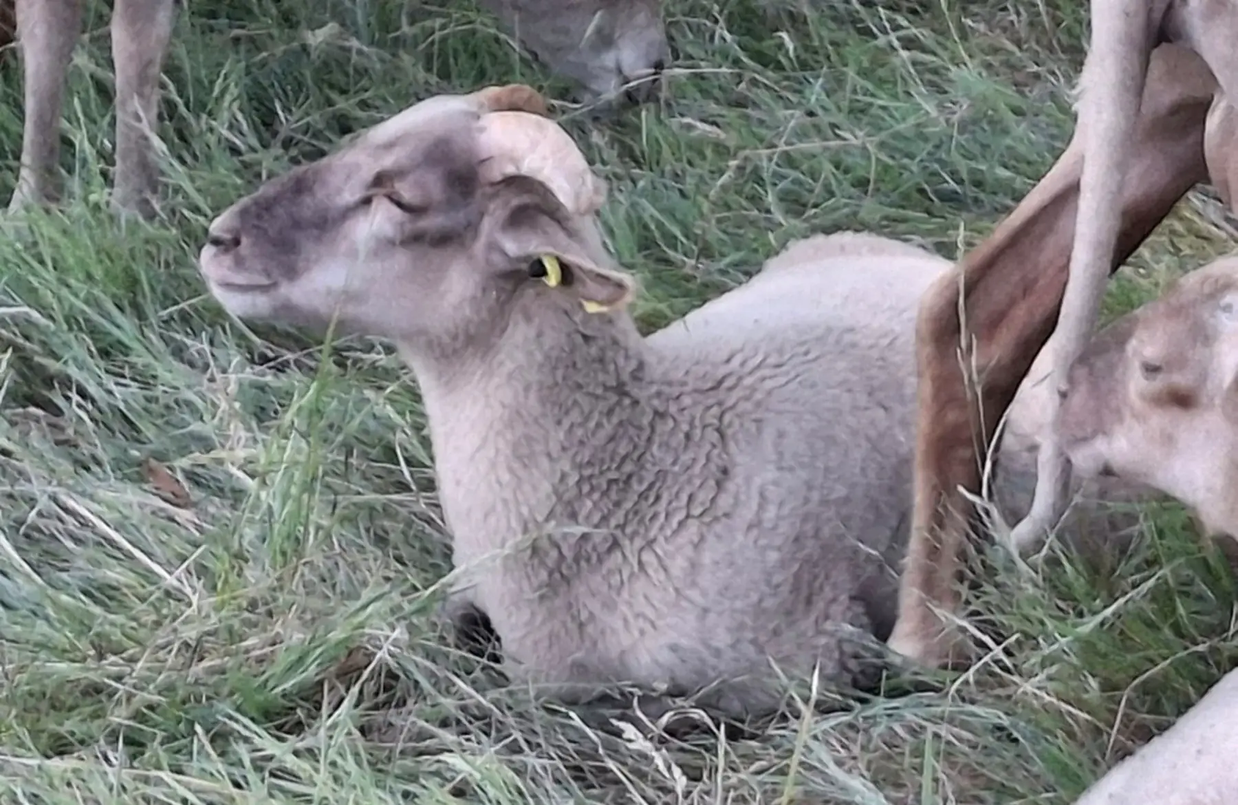 Agnelle Tarasconnaise