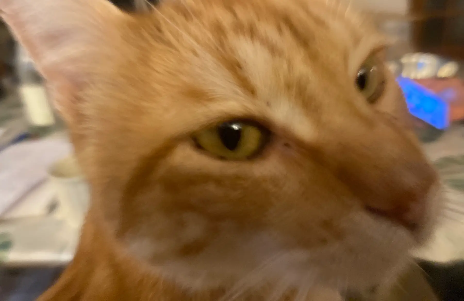 Infusion SACRE COEUR n°9