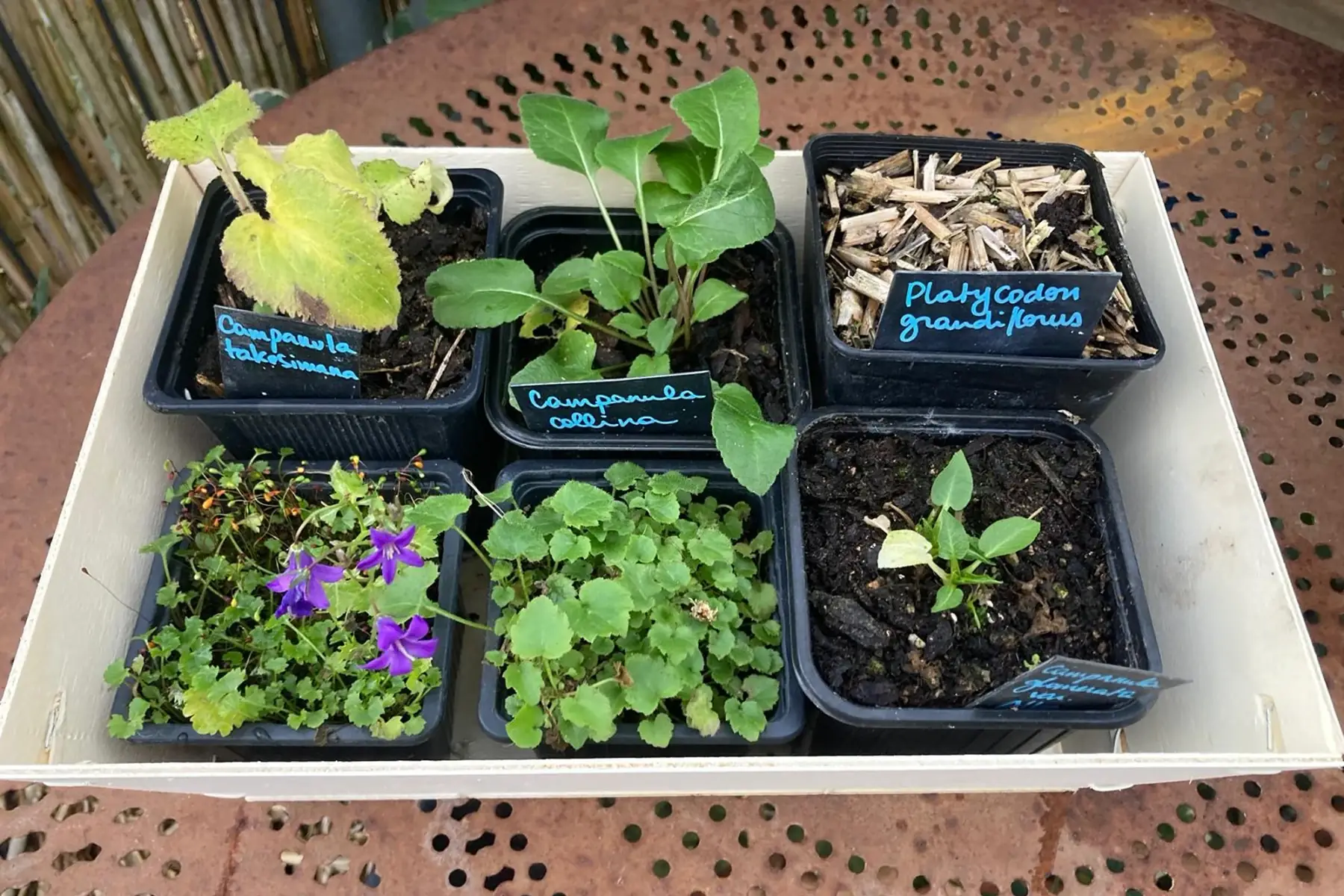 La ronde des campules